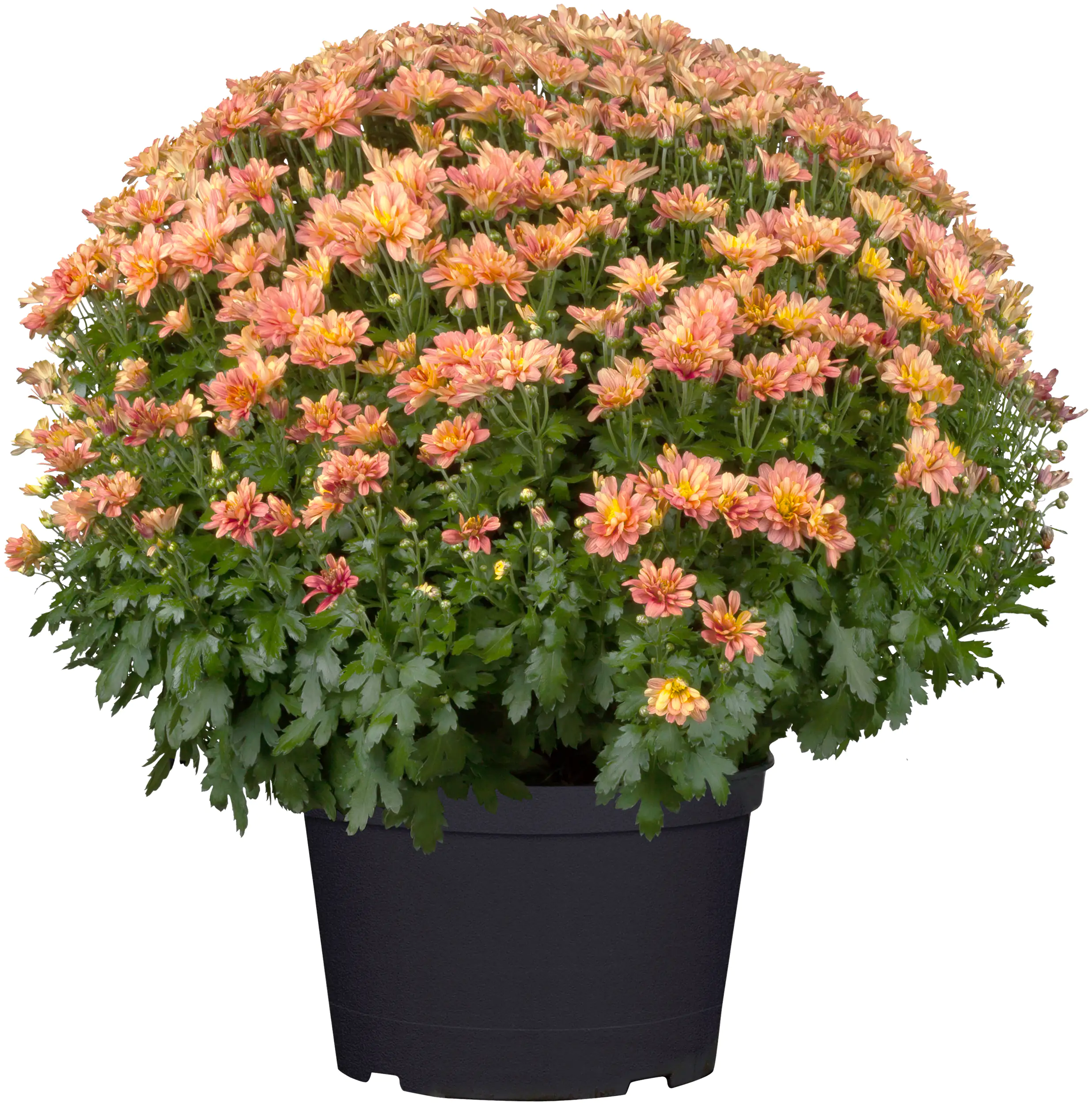 Chrysanthemen Busch Ø 45 cm 19 cm Topf
