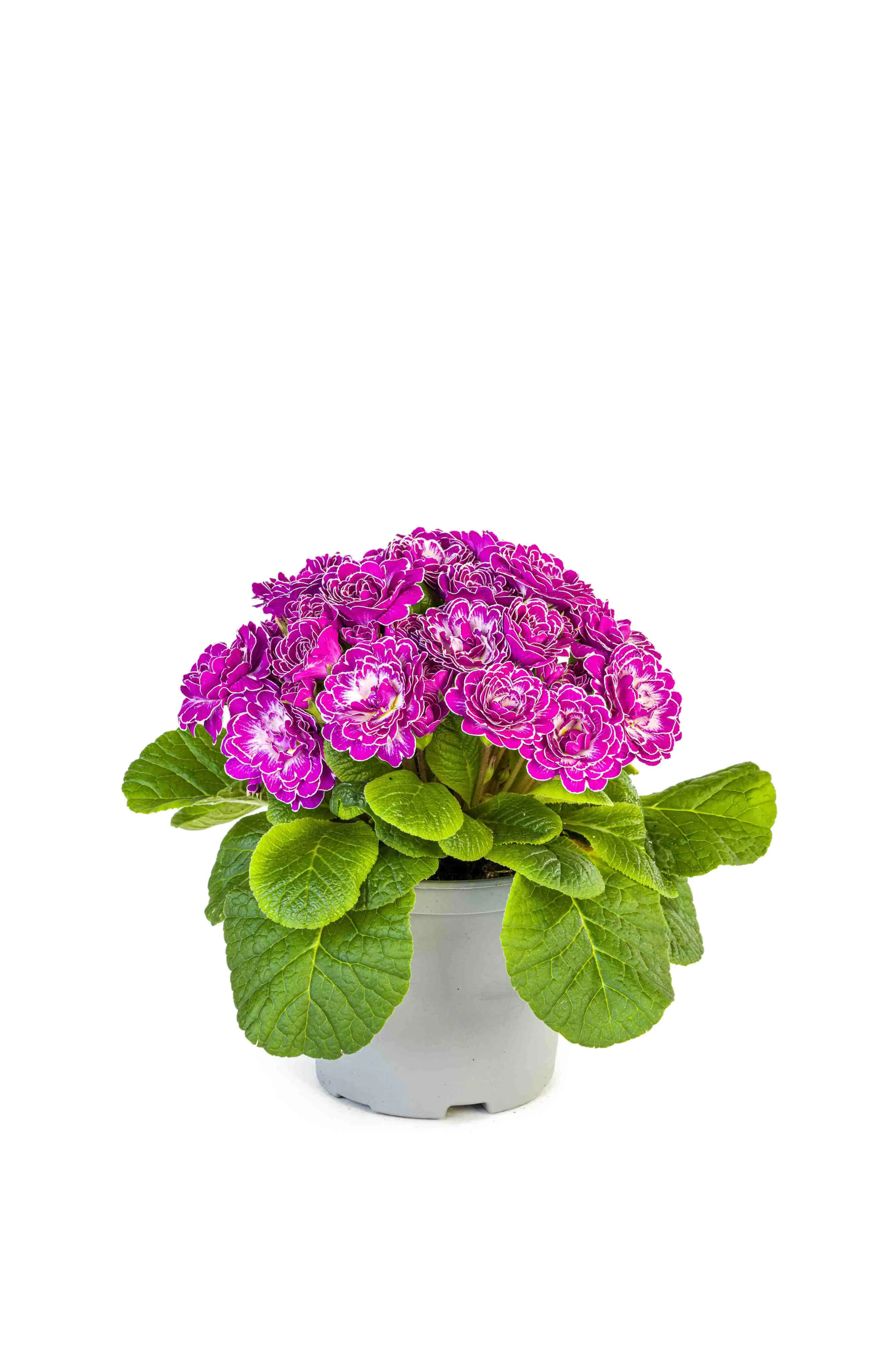 Primel Belarina 12 cm Topf