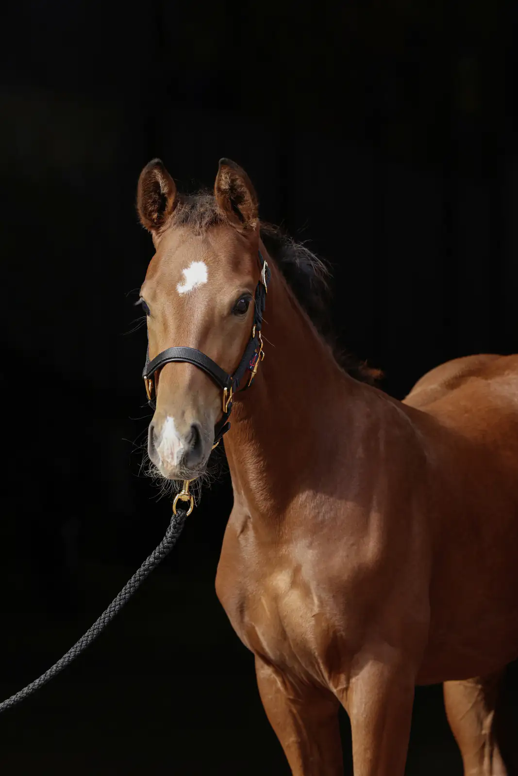 Kerbl Covalliero Fohlenhalfter TopLine black