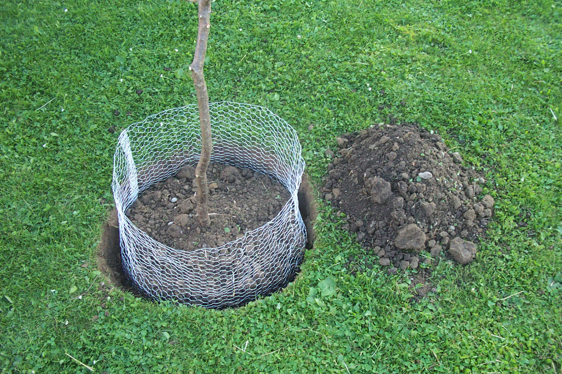 Kerbl Wühlmauskorb groß 60 cm verzinkt