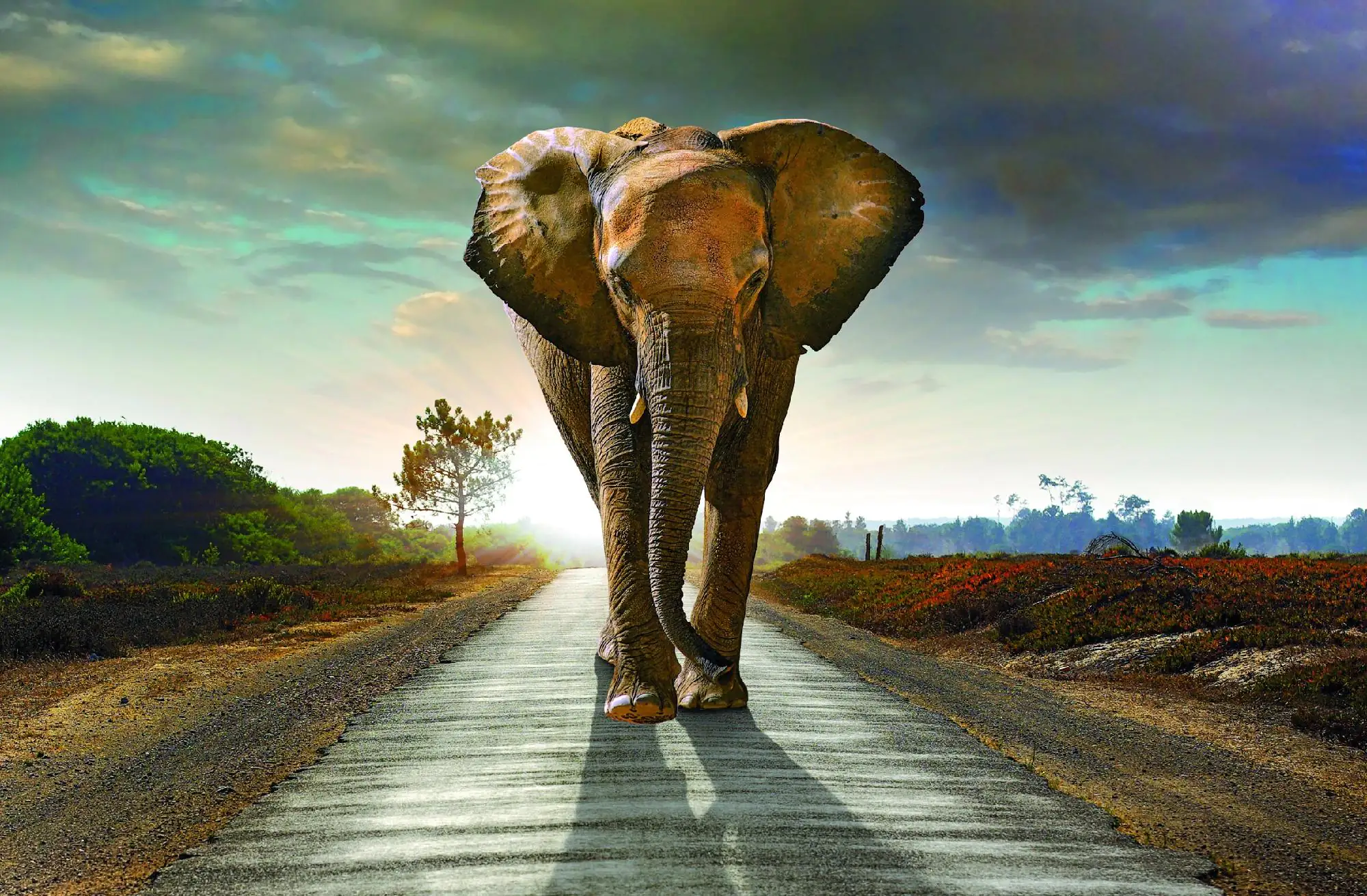 Deco-Canvas Bild - Elefant 116 x 76 cm Deco-Canvas Bild - Elefant 116 x 76 cm
