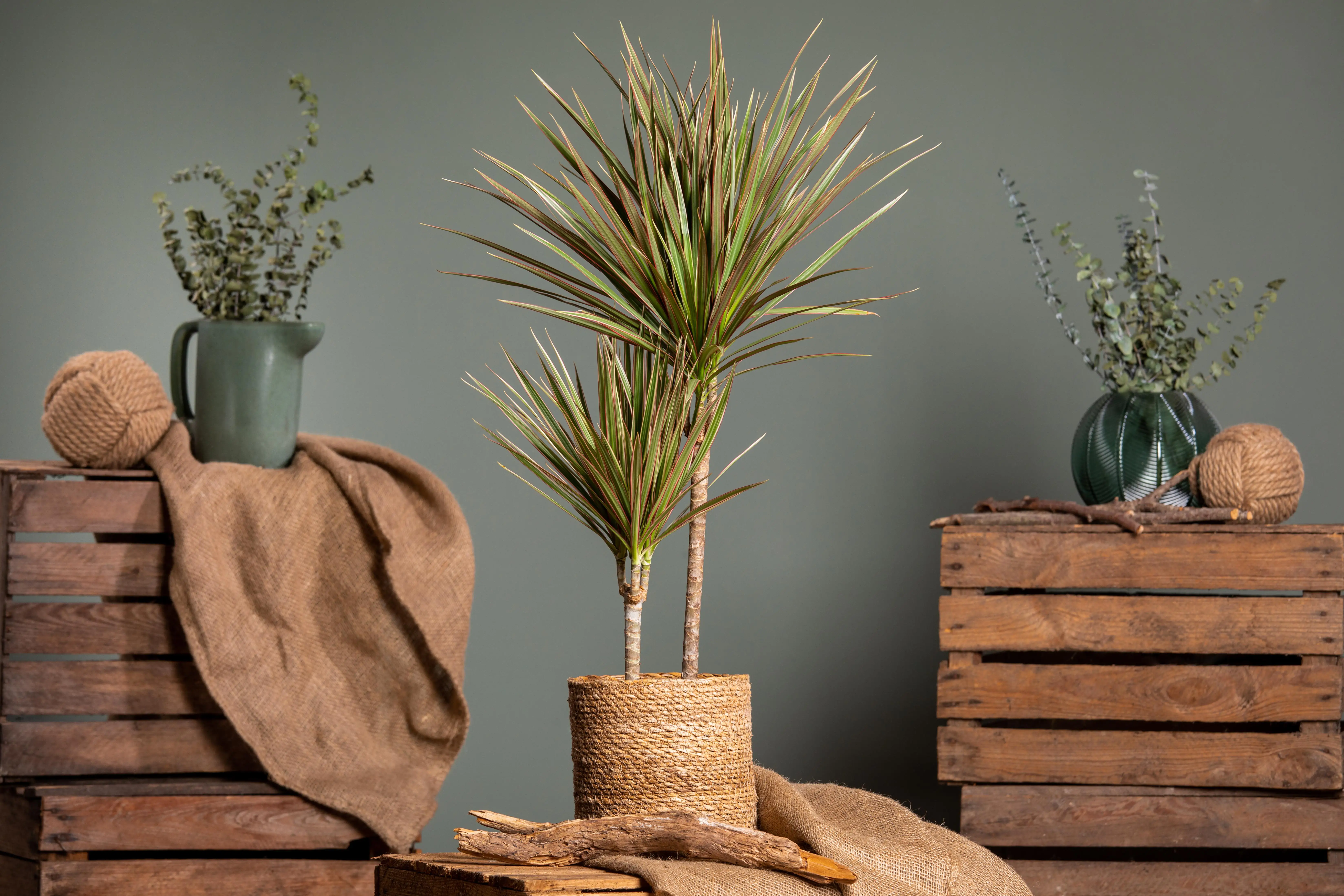 Drachenbaum Dracaena Bicolor 2-er Stamm H 30-10 cm 17 cm Topf