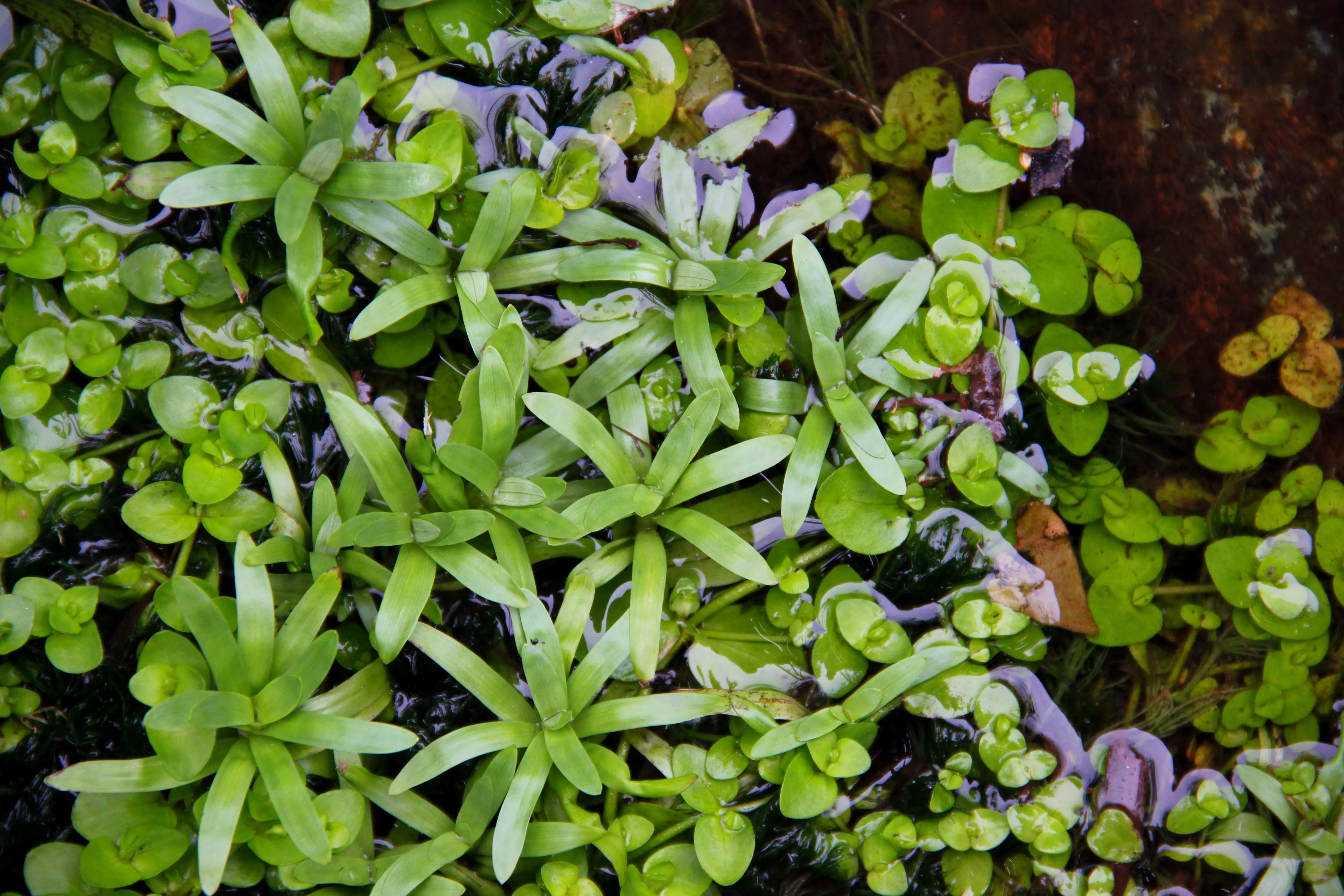 4001615300116_6 Dennerle Aquarienpflanze Heteranthera zosterifolia InVitro