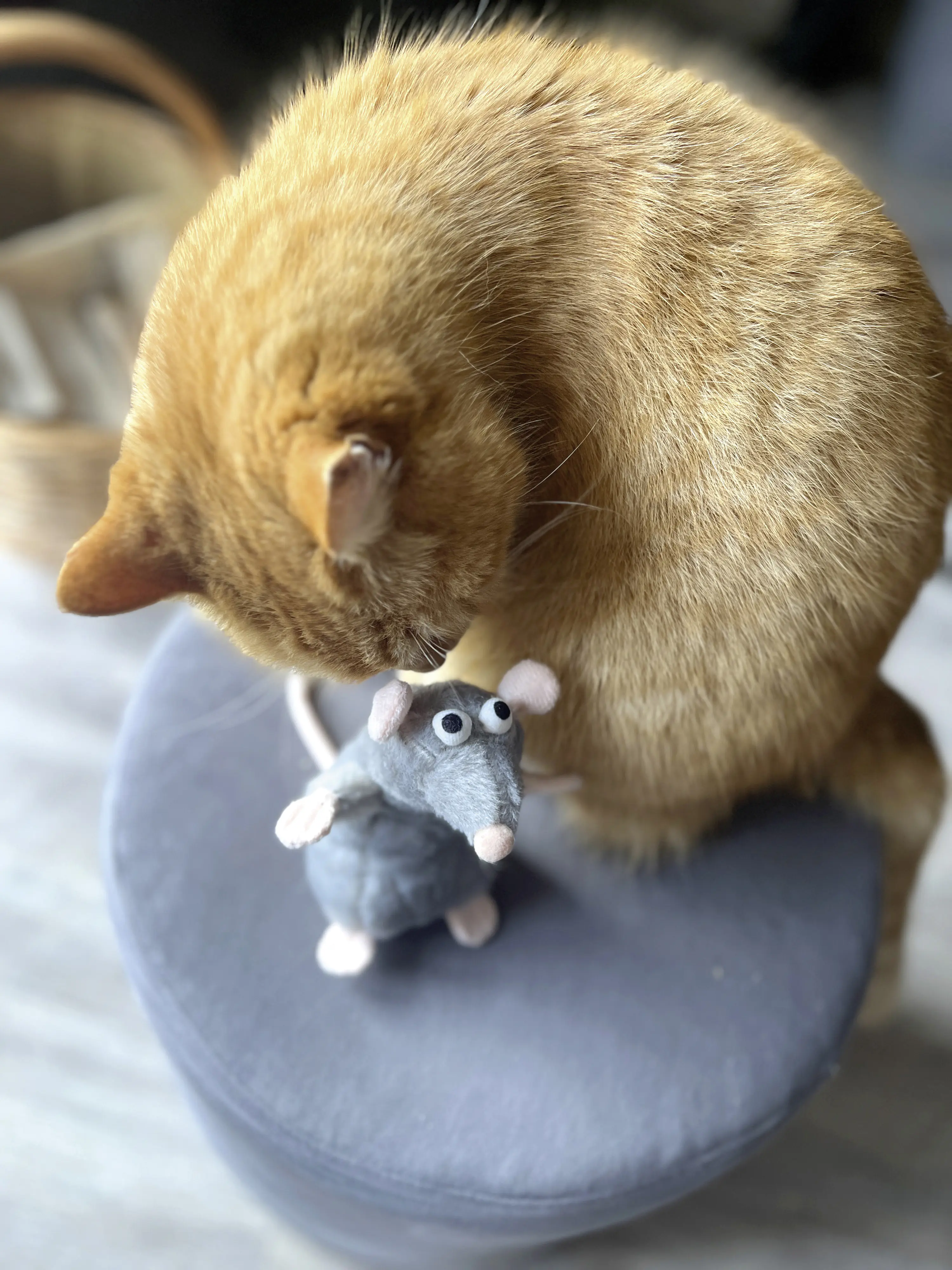 Aumüller Katzenkissen Ratte Cedric grau mit Füllung 13 x 6 x 5 cm