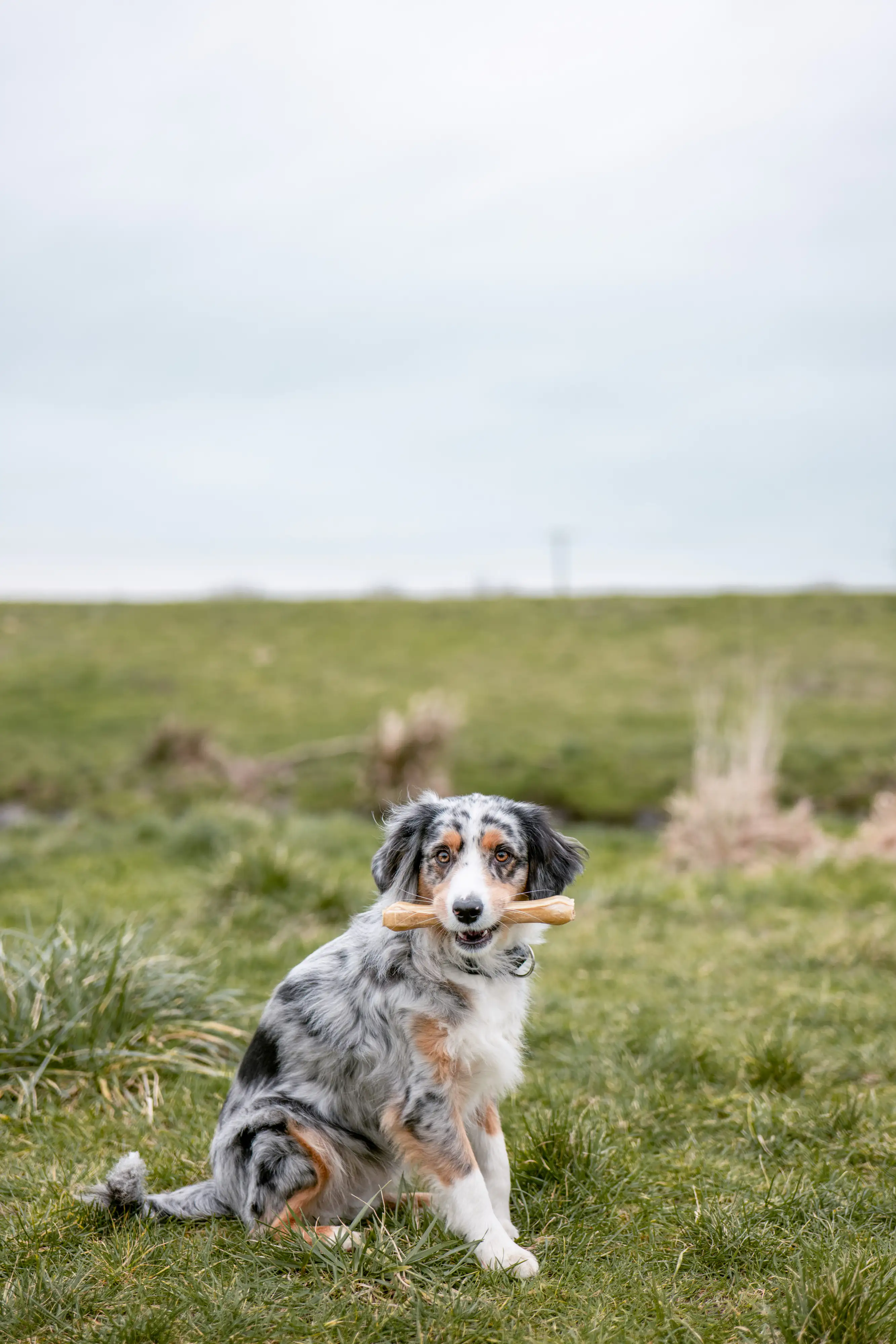 Nobby Kauknochen gepresst 5er Pack 8,0 cm 25 g