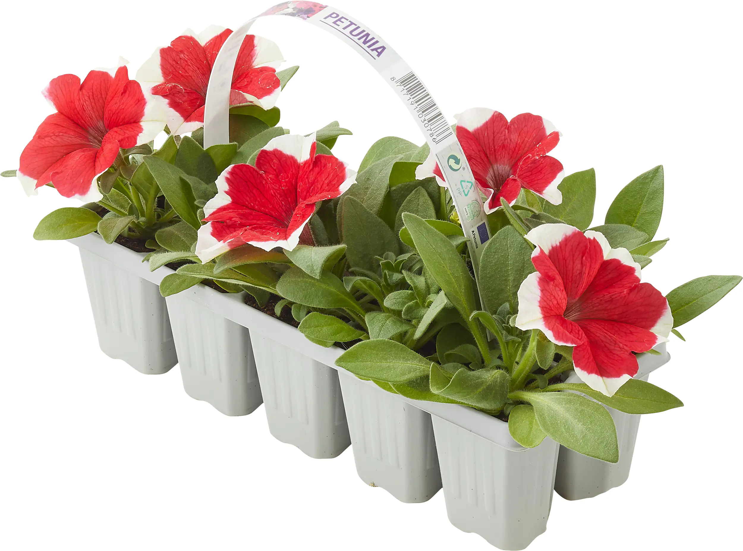 Gartenpetunie Petunia Grandiflora 10er Pack