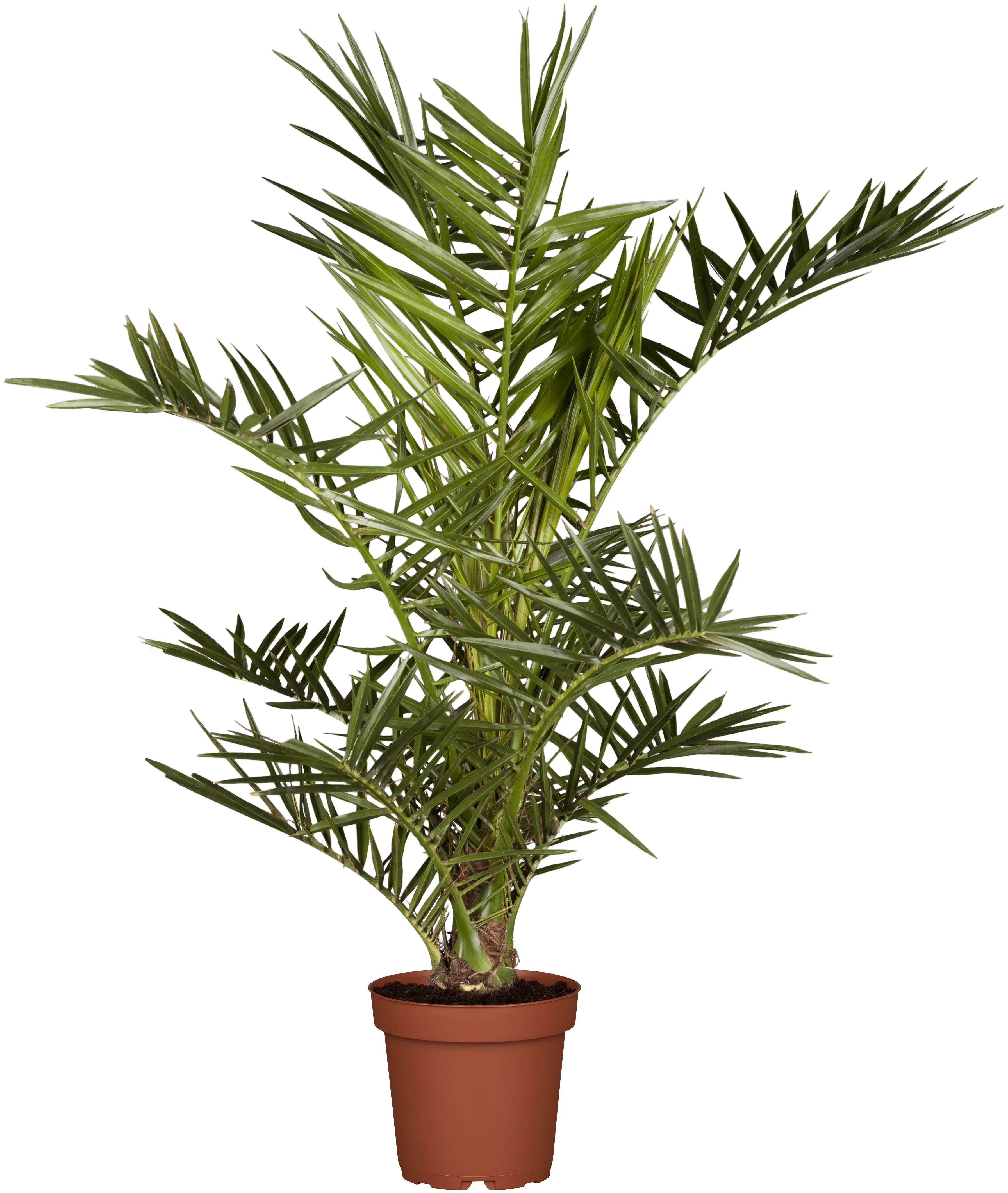 Dattelpalme Phoenix Canariensis H ca. 100 cm 25 cm Topf Dattelpalme Phoenix Canariensis H ca. 100 cm 25 cm Topf