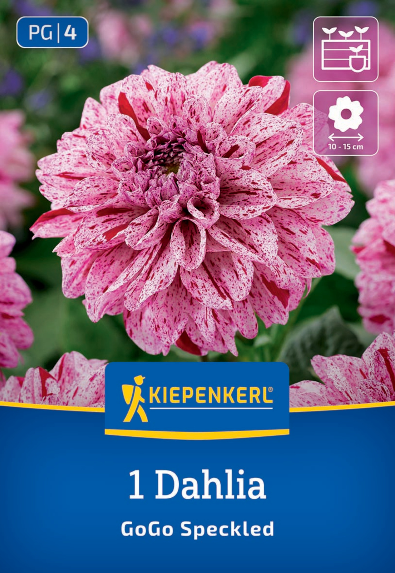 Kiepenkerl Frühjahrsblumenzwiebel Beet- & Kübel-Dahlie Go Go Speckled 1 Stück