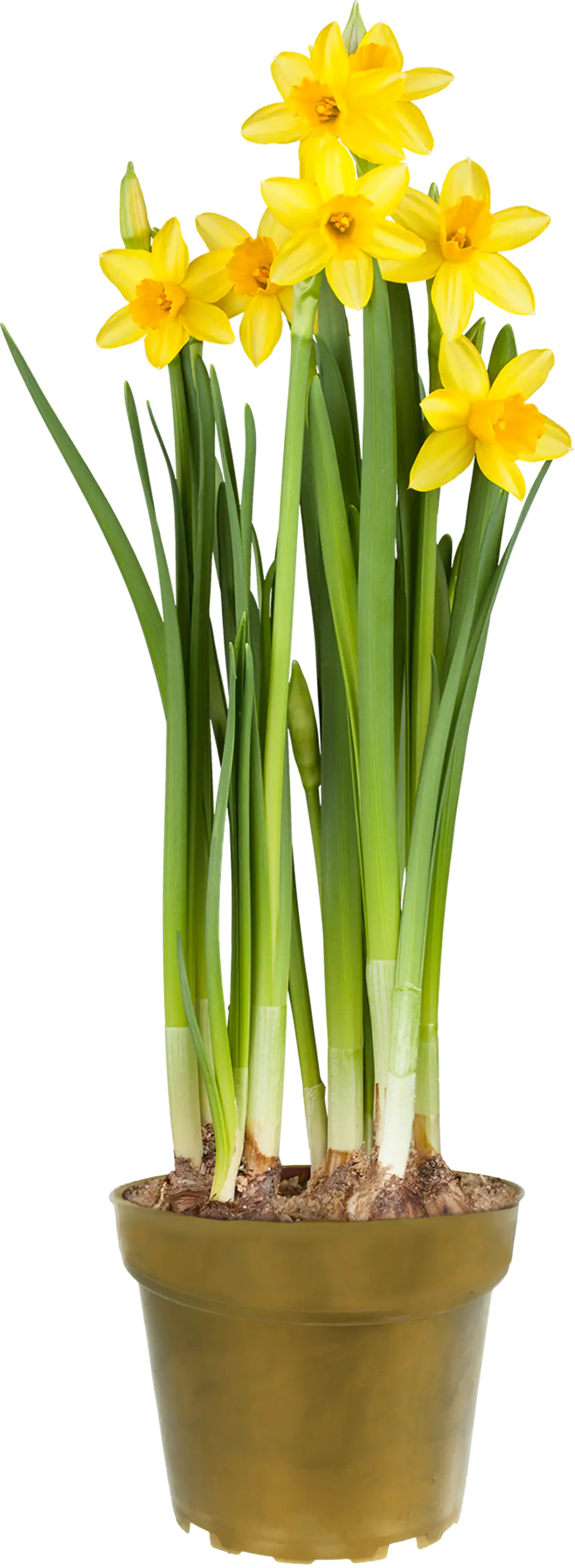 Narcissus Hybrid Narzissen Mix 12 cm Topf