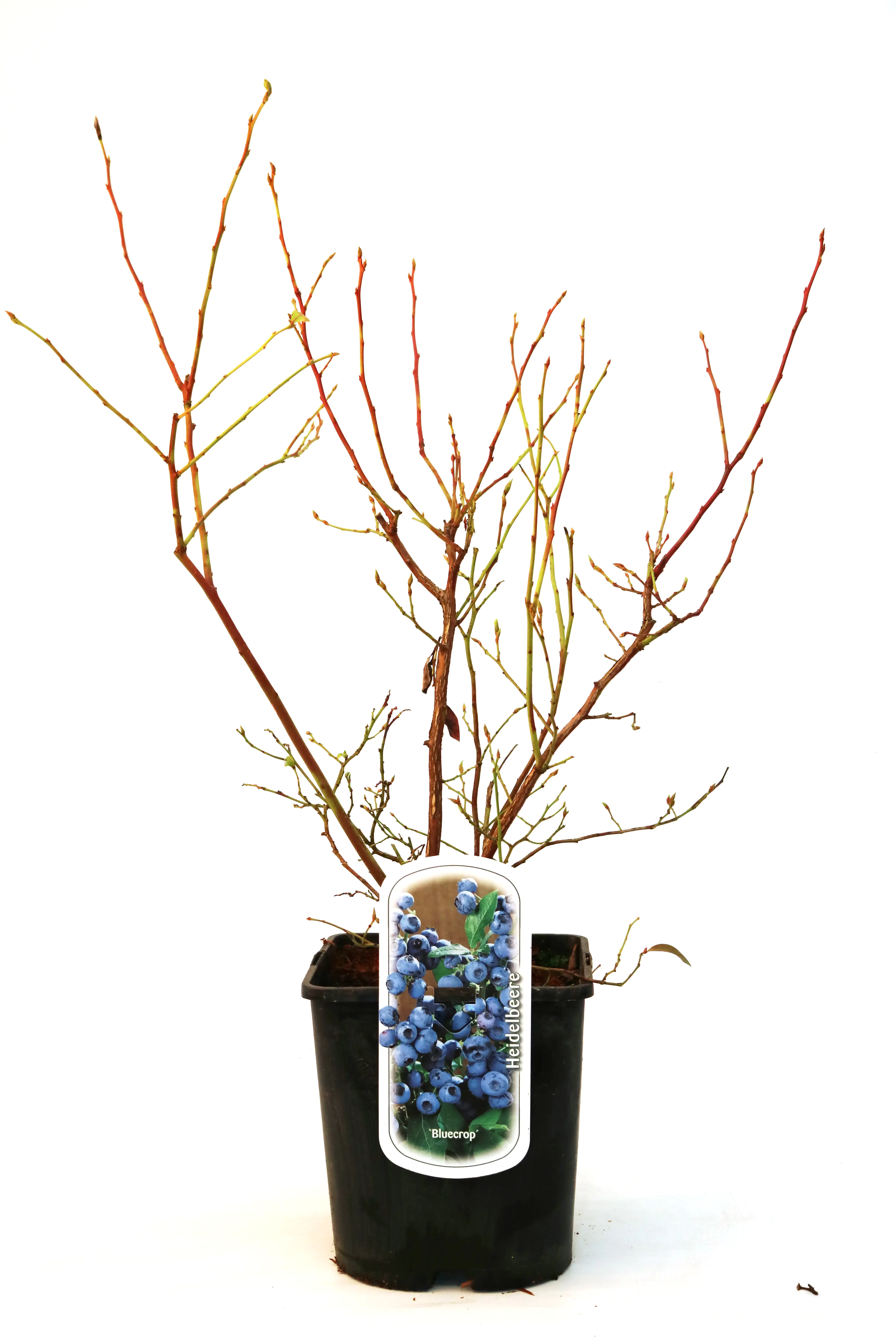 Obststrauch Heidelbeere 5 L Container