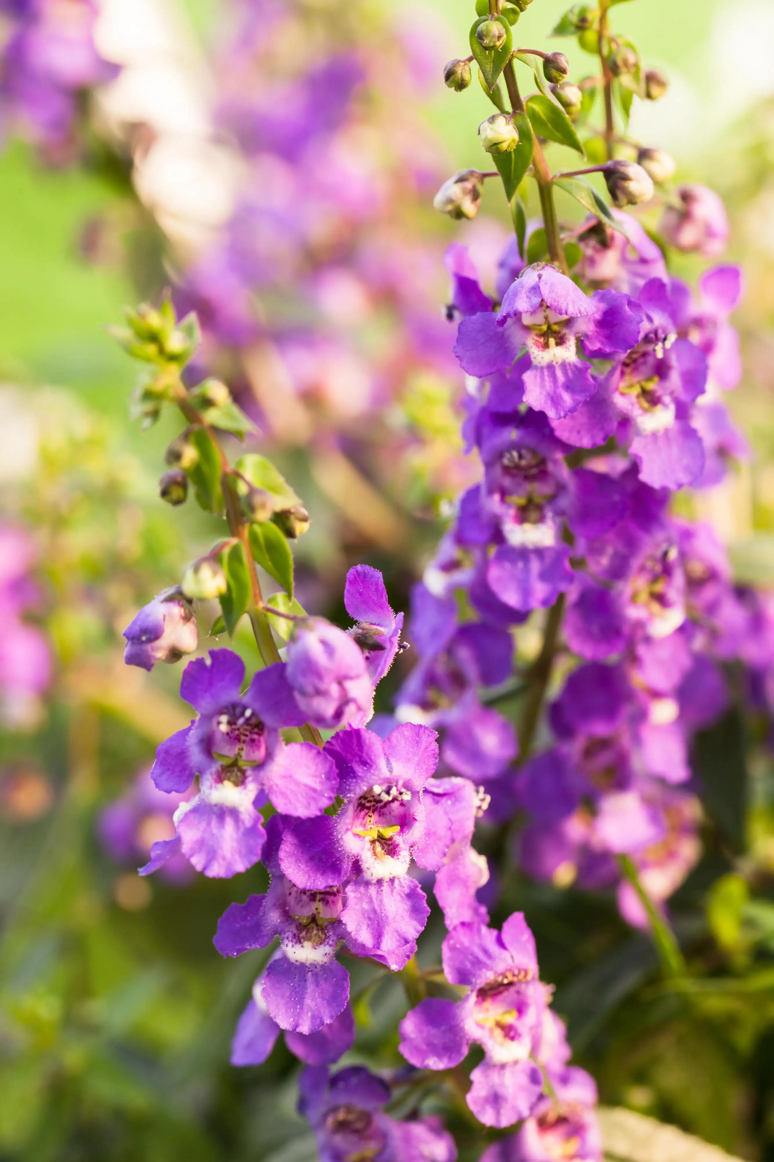 Engelsgesicht Angelonia 13 cm Topf