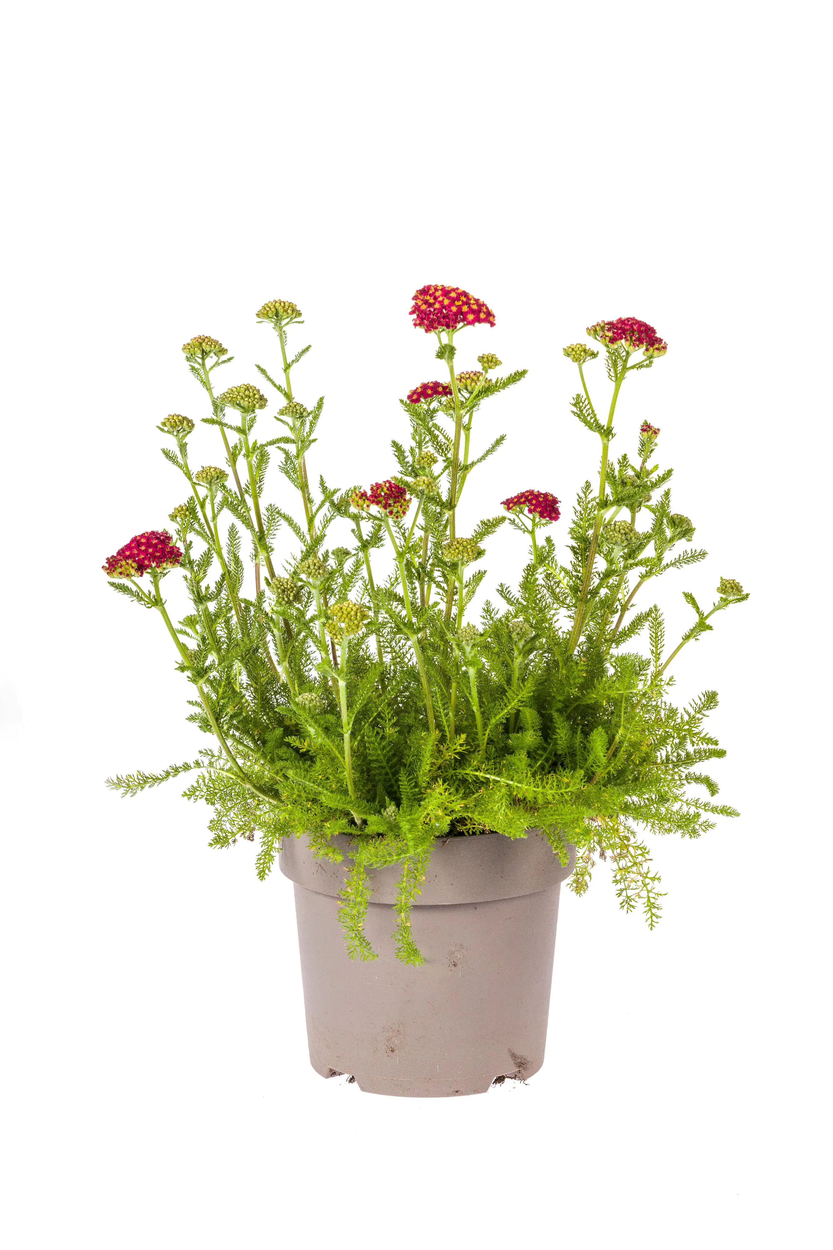 Schafgarbe Achillea millefolium 19 cm Topf Schafgarbe Achillea millefolium 19 cm Topf