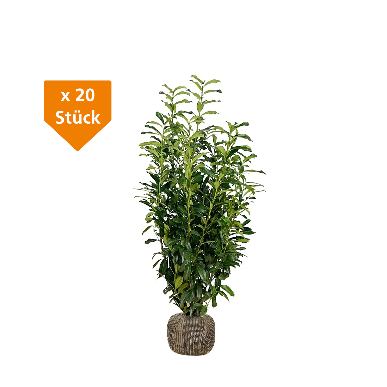Kirschlorbeer Genolia Prunus laur. Genolia H 100 - 125 cm, 20 Stück