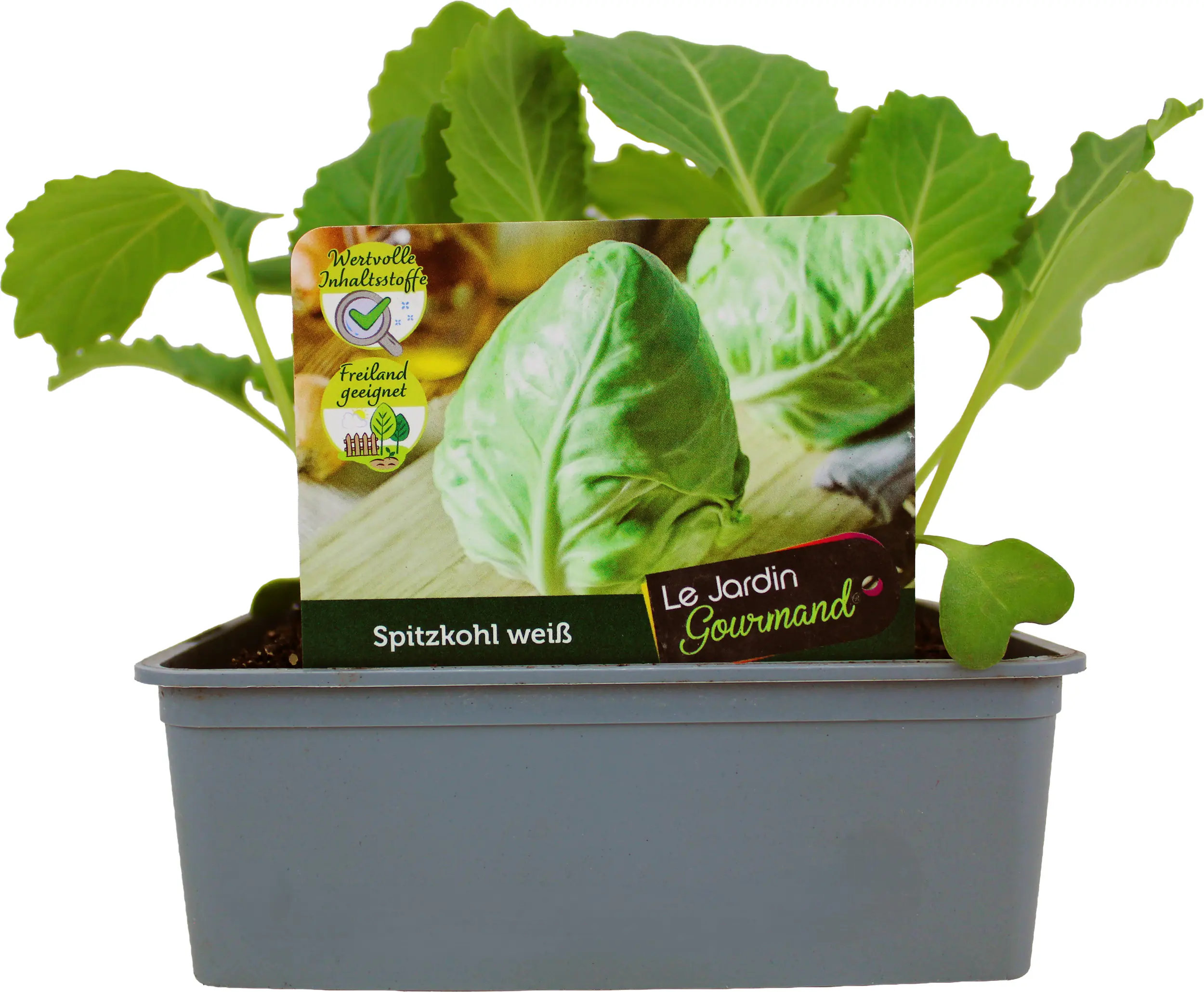 Kohlgemüse"Le Jardin Gourmand" Spitzkohl 6er Schale