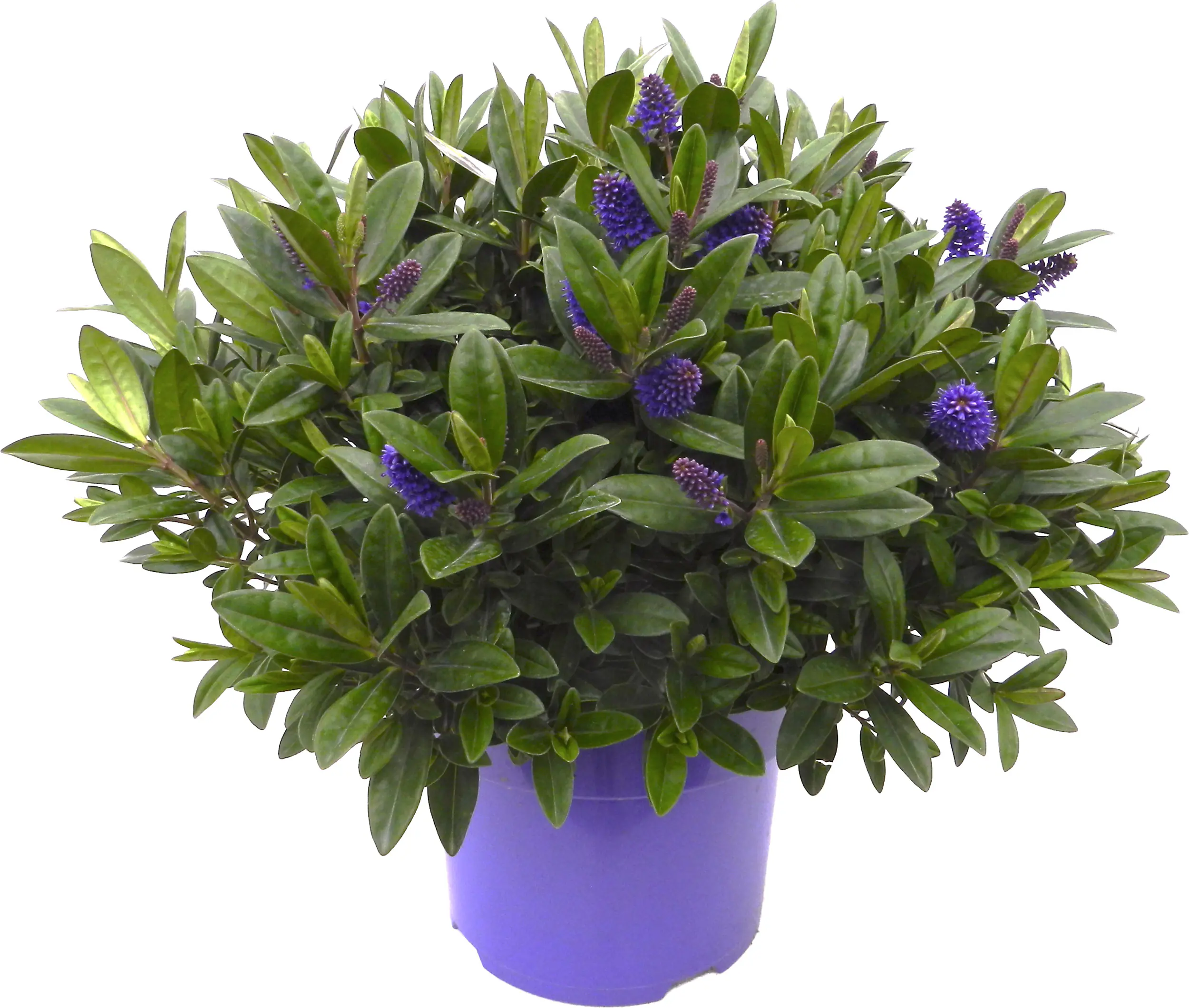 Hebe Hybrida Strauchveronika in Sorten 15 cm Topf