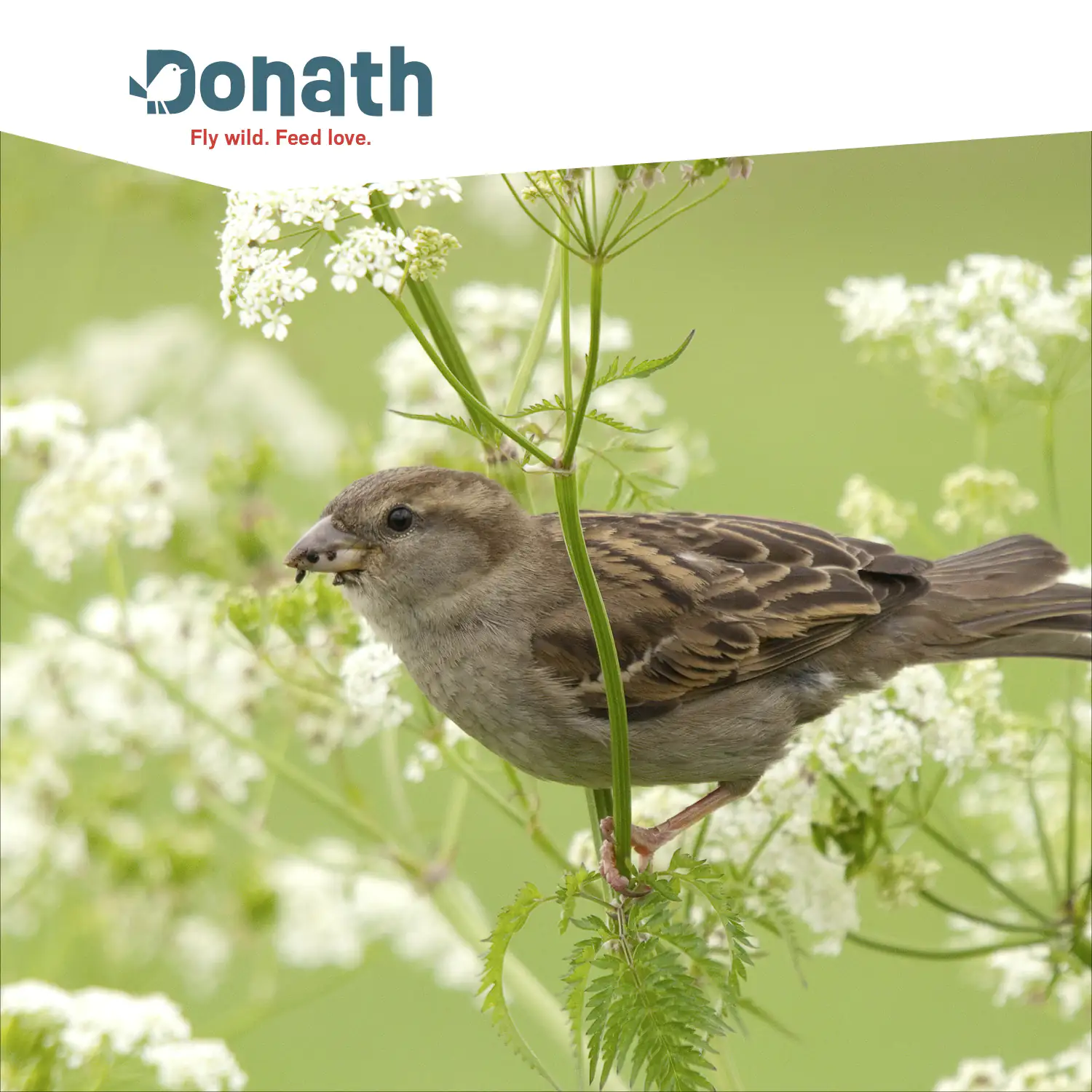 4260681740589_2833976 Donath Meisenknödel Energie-Knödel Insekten 50 Stück