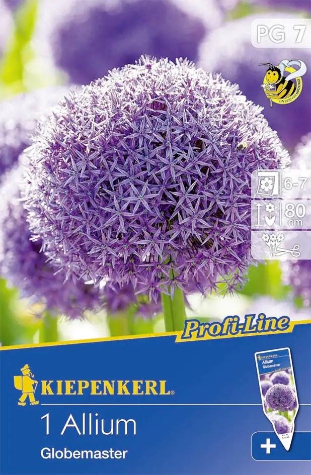 Kiepenkerl Blumenzwiebel Allium Globemaster Allium giganteum, Inhalt: 1 Stück