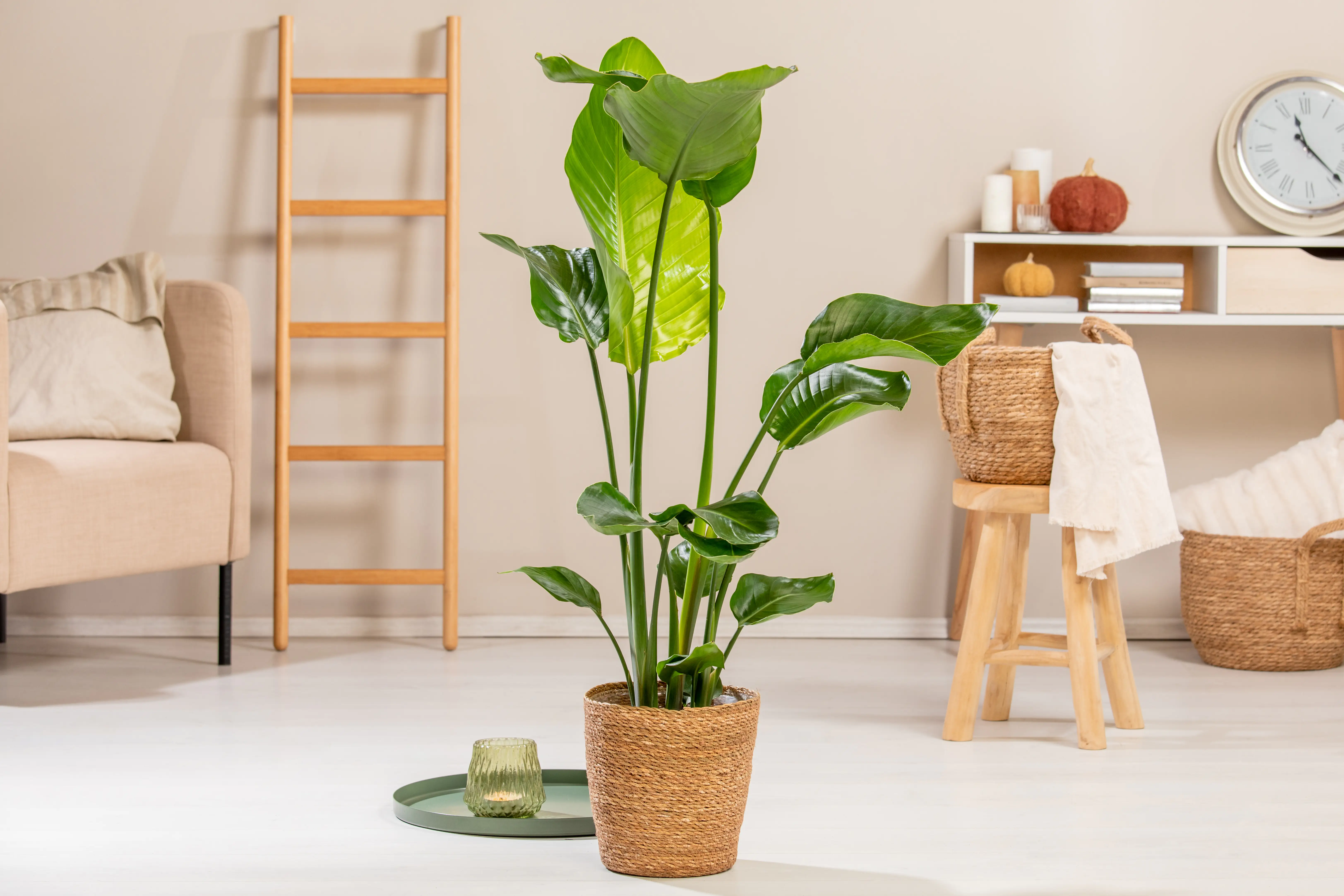 Paradiesvogelblume Strelitzia Nicolai in Korb H ca. 90 cm 21 cm Topf