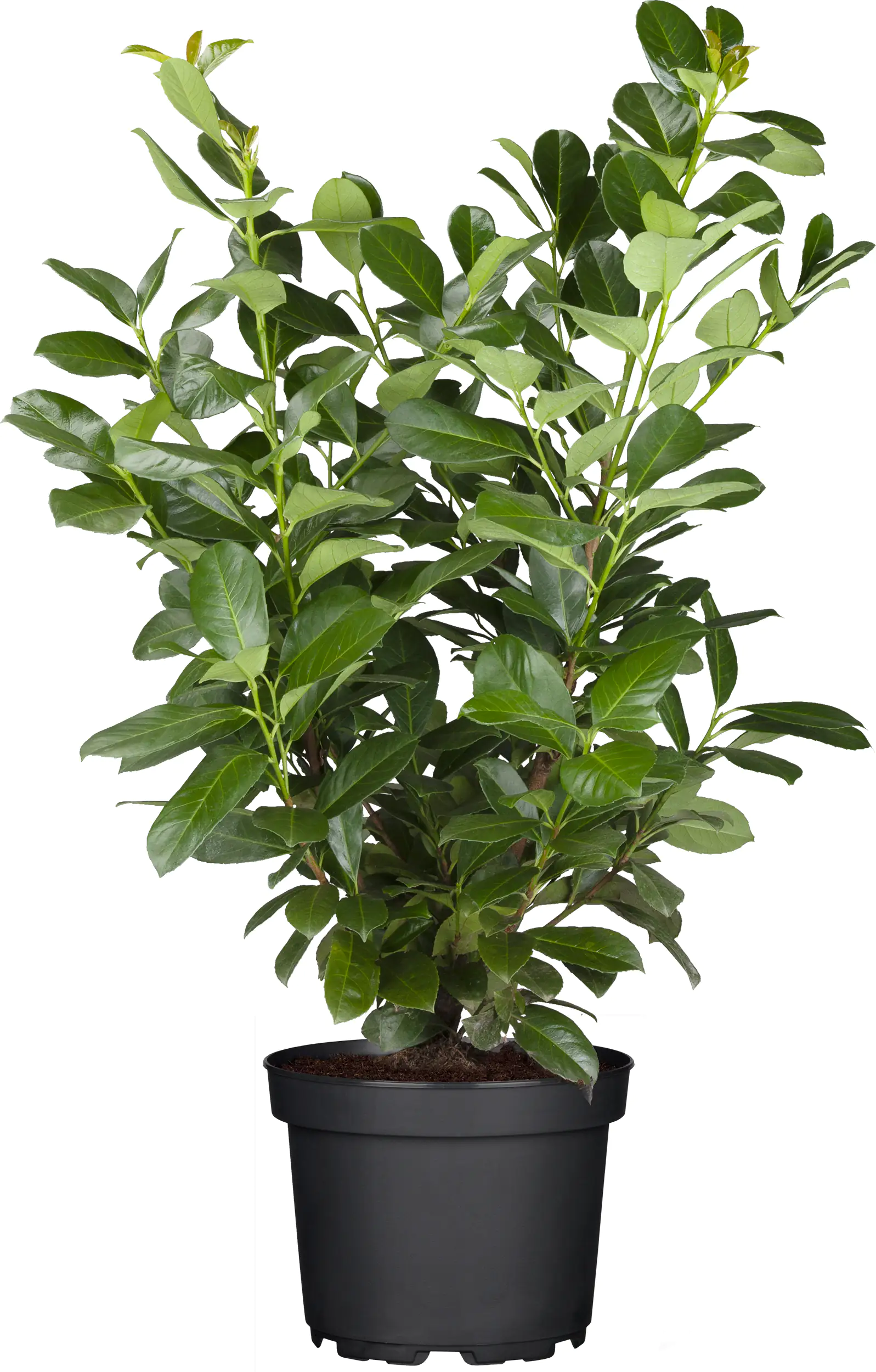 Kaukasischer Kirschlorbeer Caucasica 5 L Container