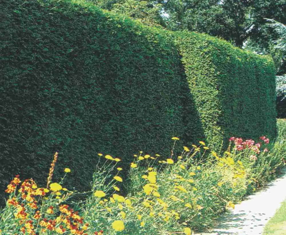 Lebensbaum Thuja occ. Brabant H 140-160 cm 12 Liter Container