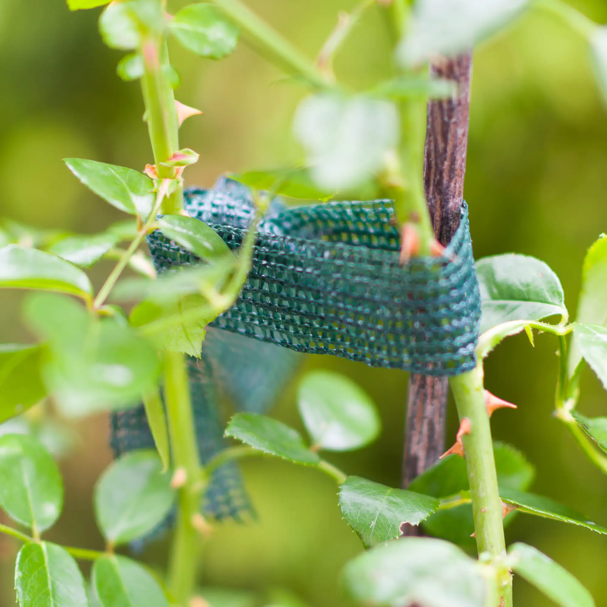 Windhager Baumanbinder 3 cm x 50 m