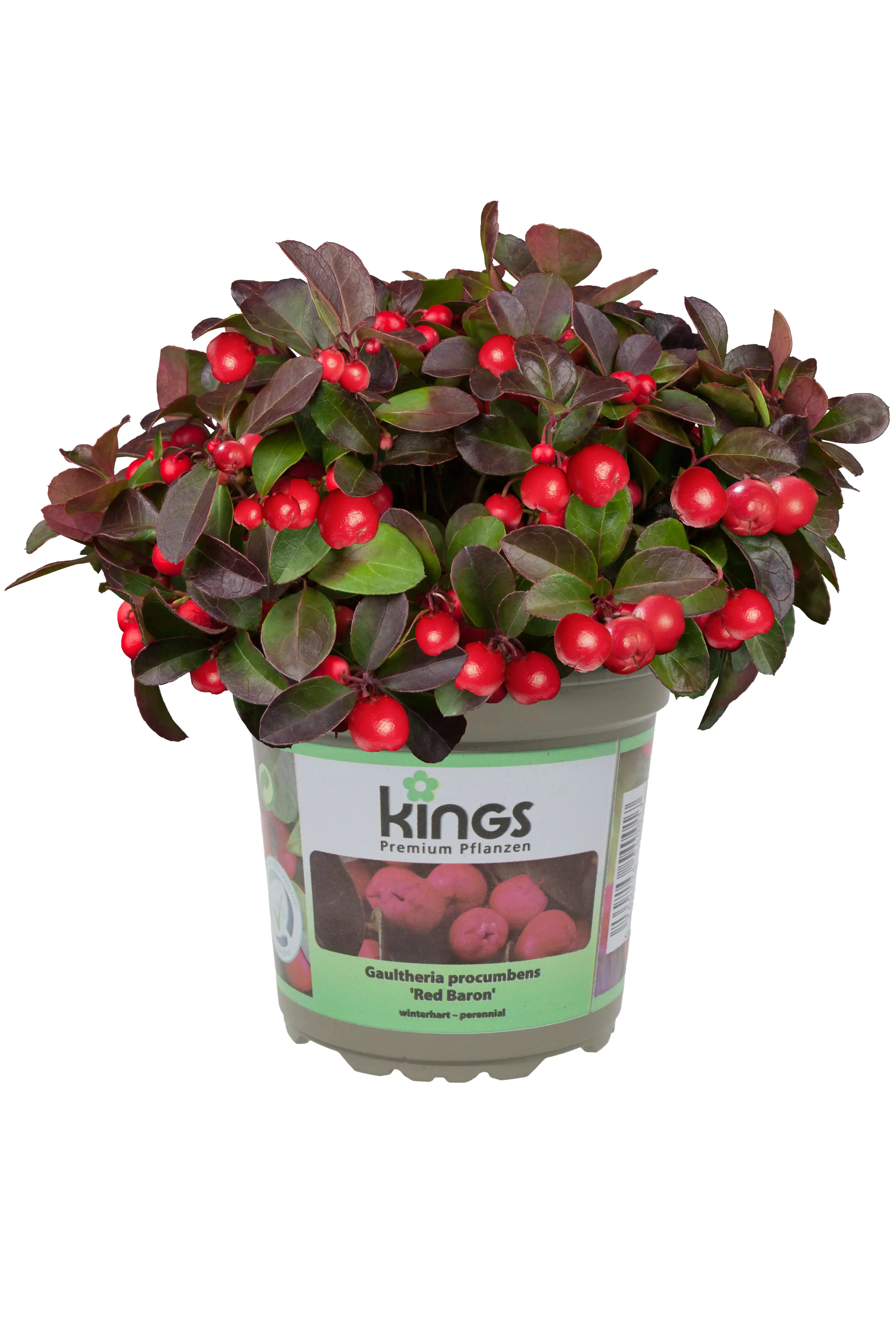 Scheinbeere XL 1 L Container