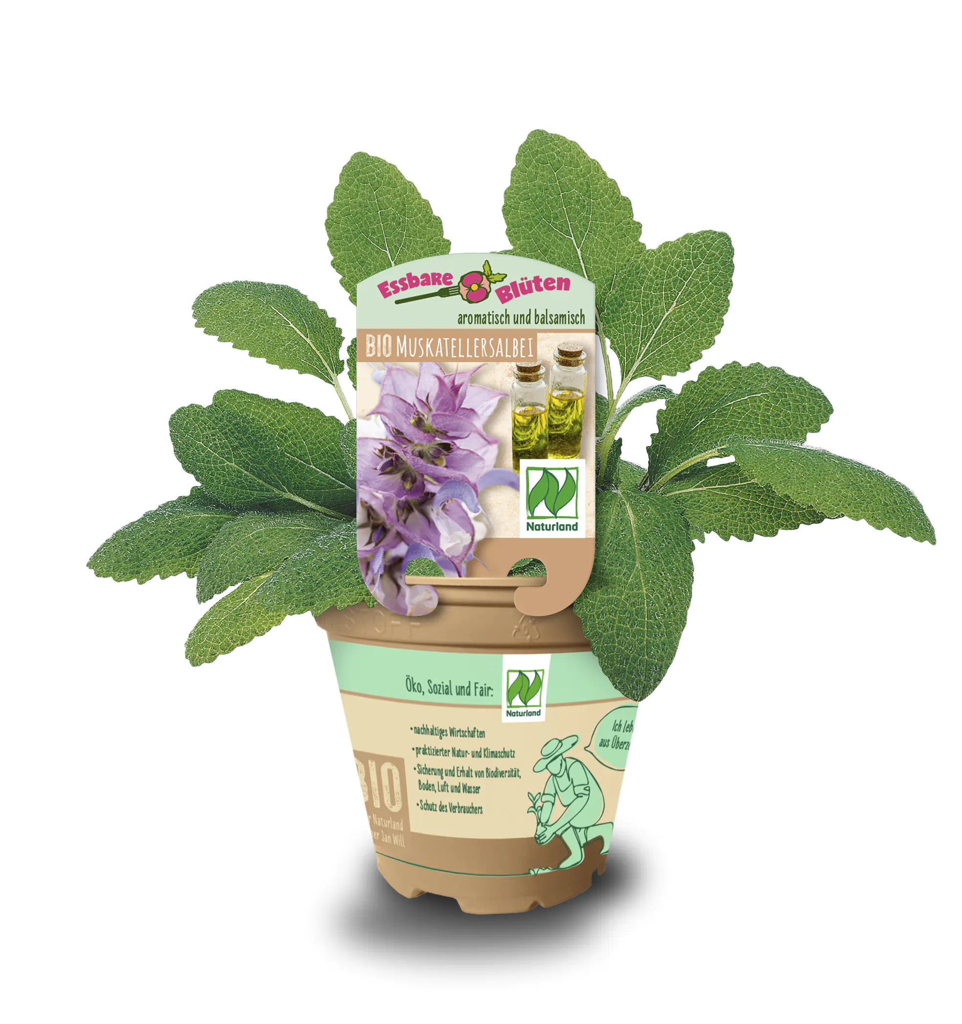 Muskateller Salbei Salvia sclarea13 cm Topf