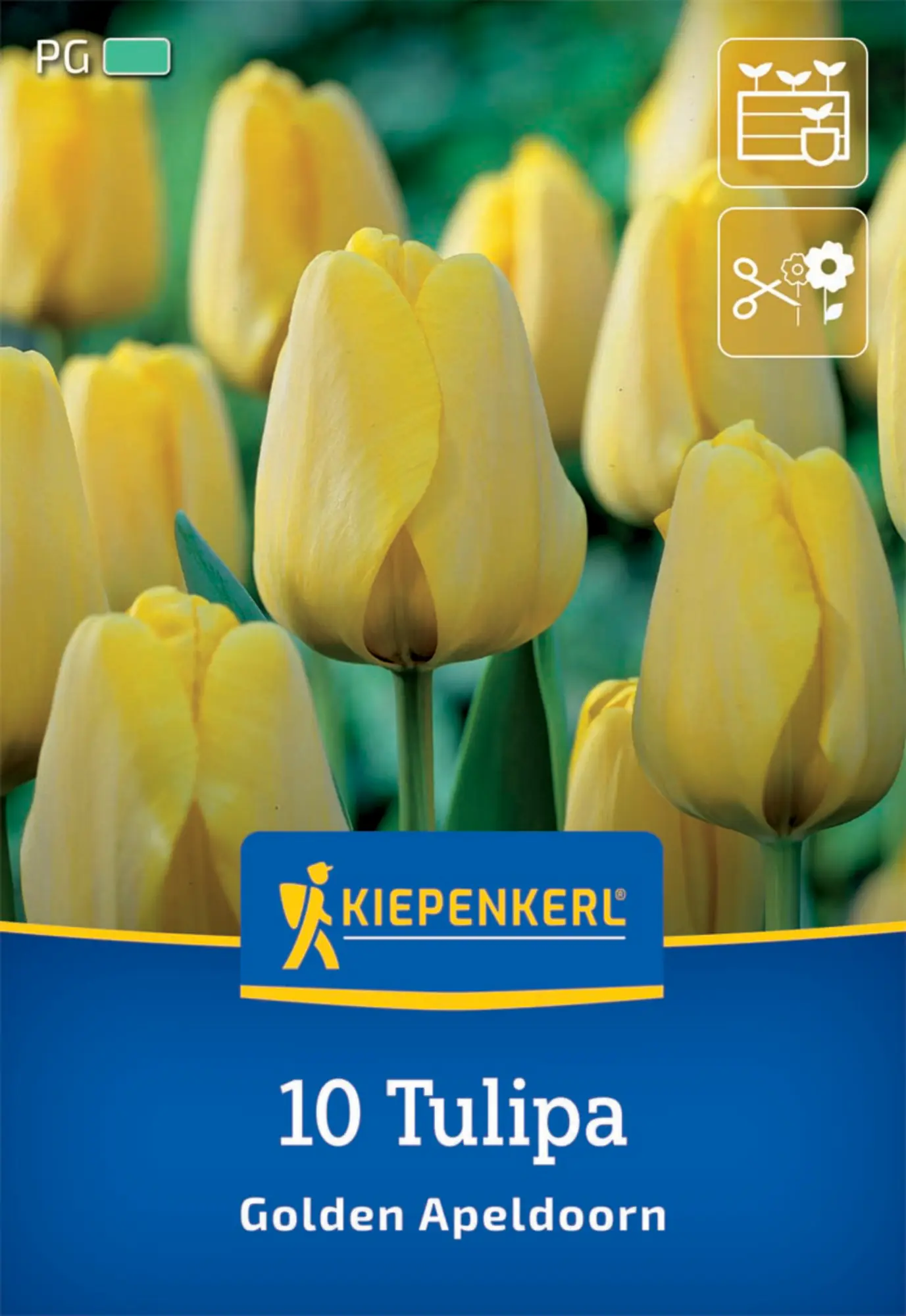 Kiepenkerl Herbstblumenzwiebel Darwin-Hybrid-Tulpe Golden Apeldoorn 10 Pflanzen