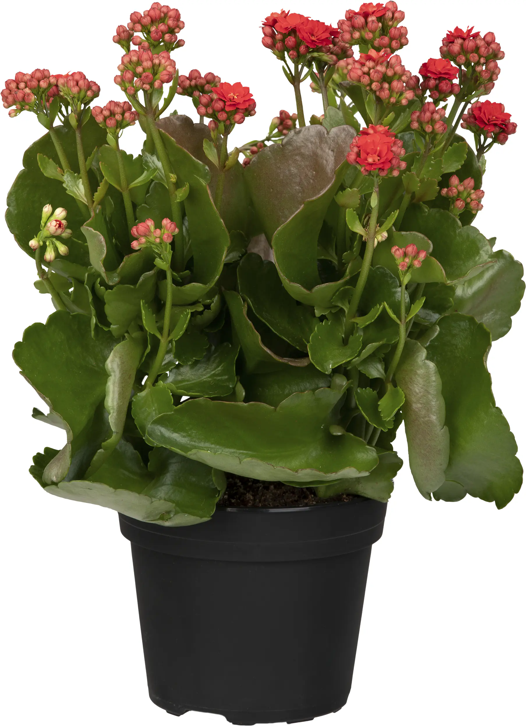 Kalanchoe Flammendes Käthchen Queen Mix 14 cm Topf