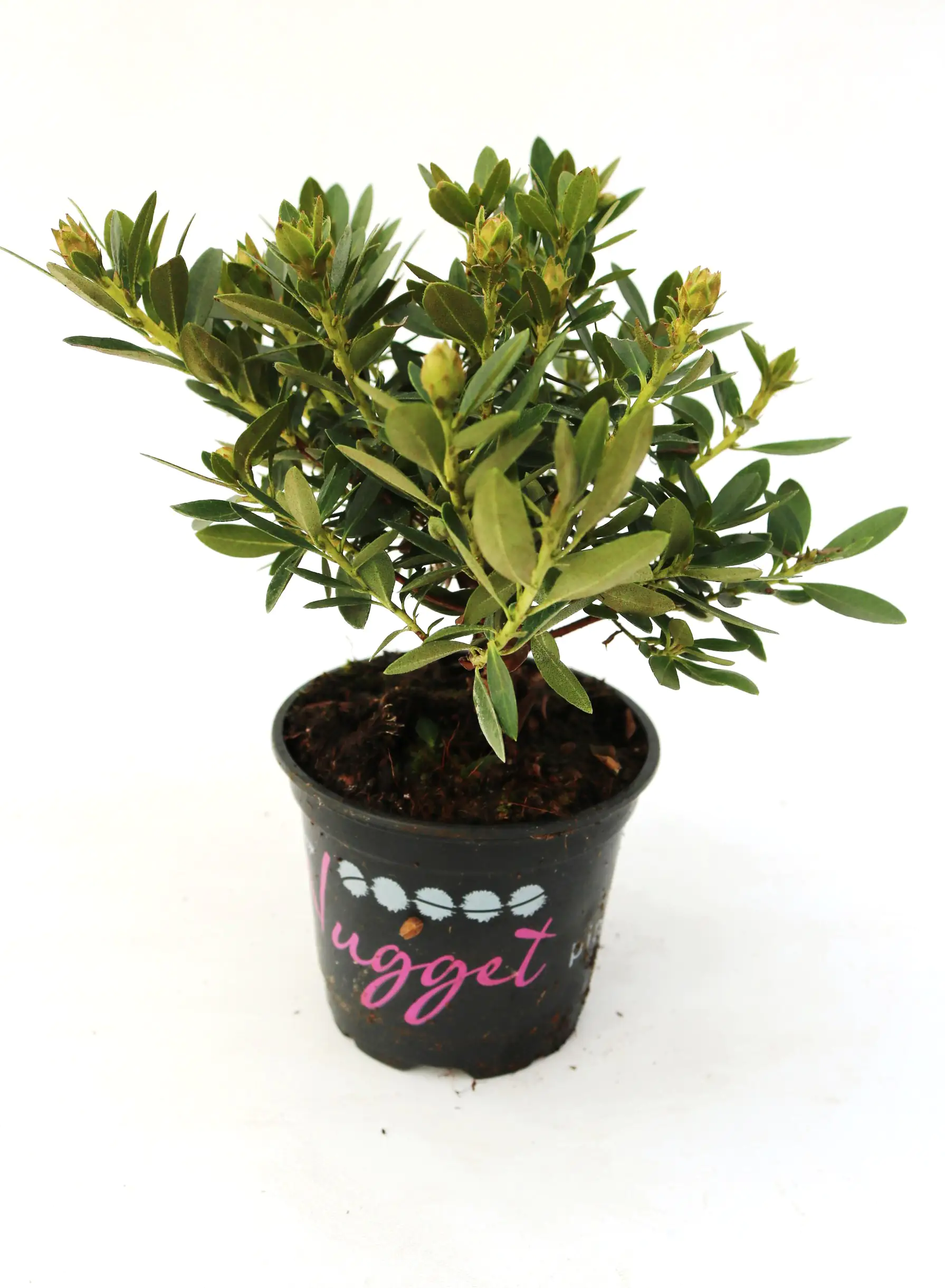 Rhododendron micranthum Bloombux 0,5 l Container