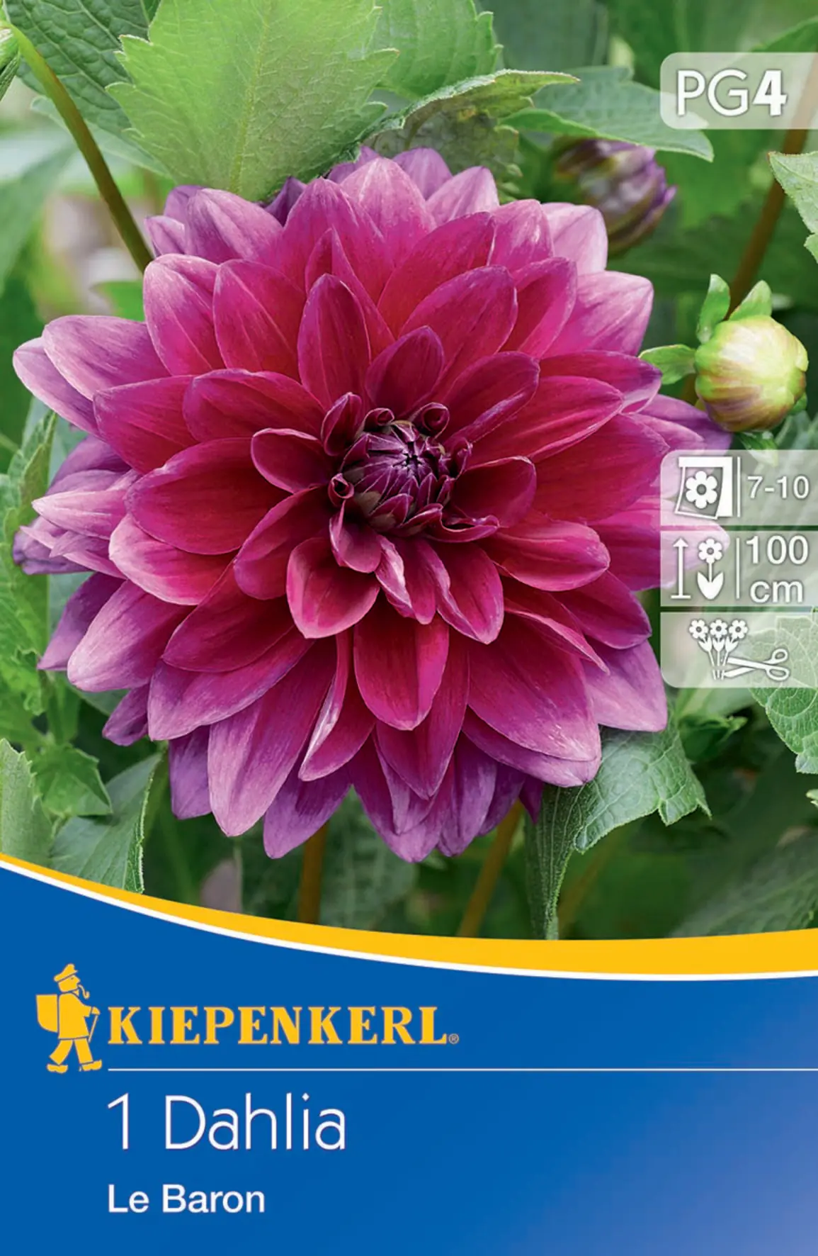 Kiepenkerl Dekorative Dahlie  Le Baron Kiepenkerl Dekorative Dahlie  Le Baron