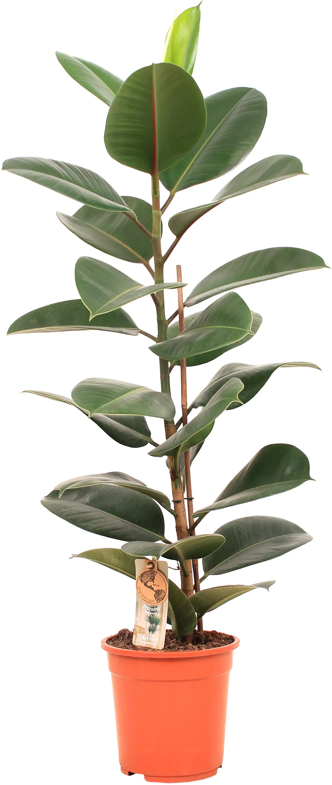 Gummibaum Ficus Elastica H ca 80 cm 21 cm Topf