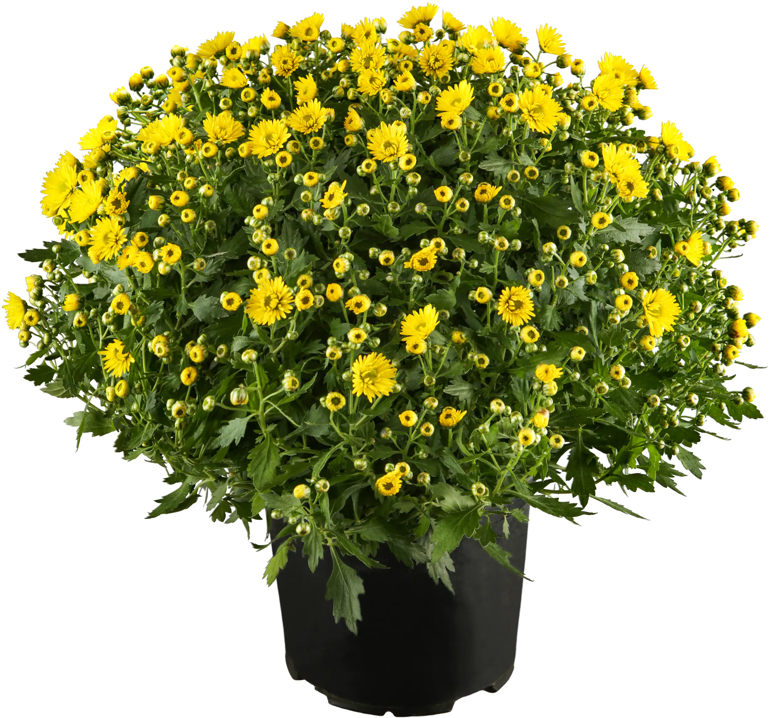 Chrysanthemen Busch 15 cm Topf