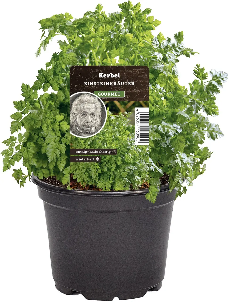 Einsteinkräuter Kerbel 12 cm Topf
