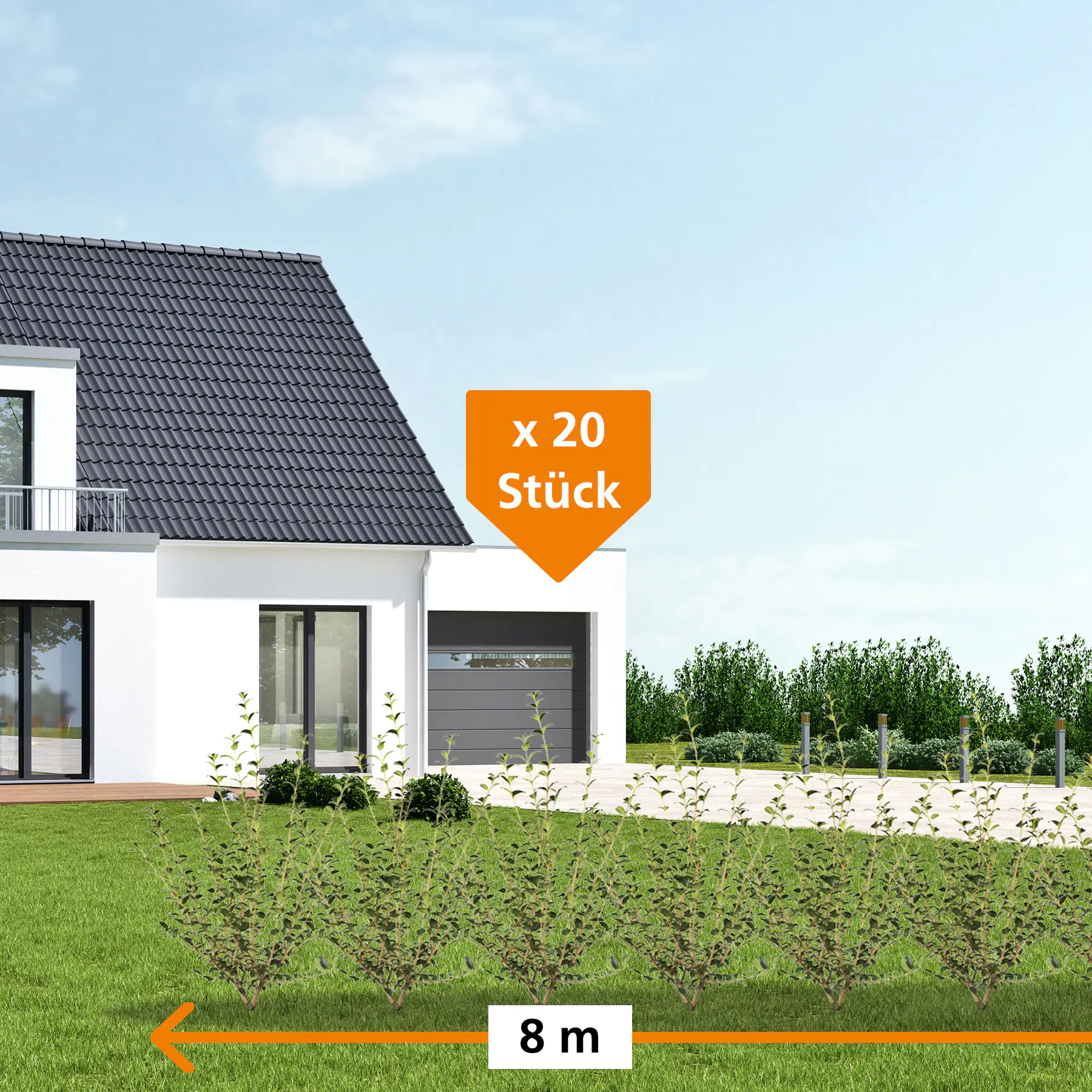 Frühlingsduftblüte Osmanthus Burkwoodii H 80 - 100 cm, 20 Stück