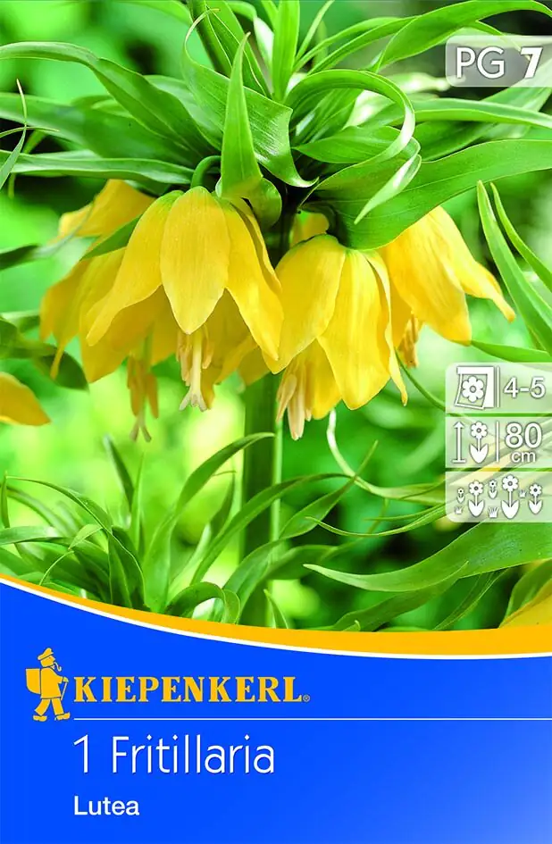Kiepenkerl Blumenzwiebel Kaiserkrone Lutea Fritillaria imperialis, Inhalt: 1 Stück Kiepenkerl Blumenzwiebel Kaiserkrone Lutea Fritillaria imperialis, Inhalt: 1 Stück