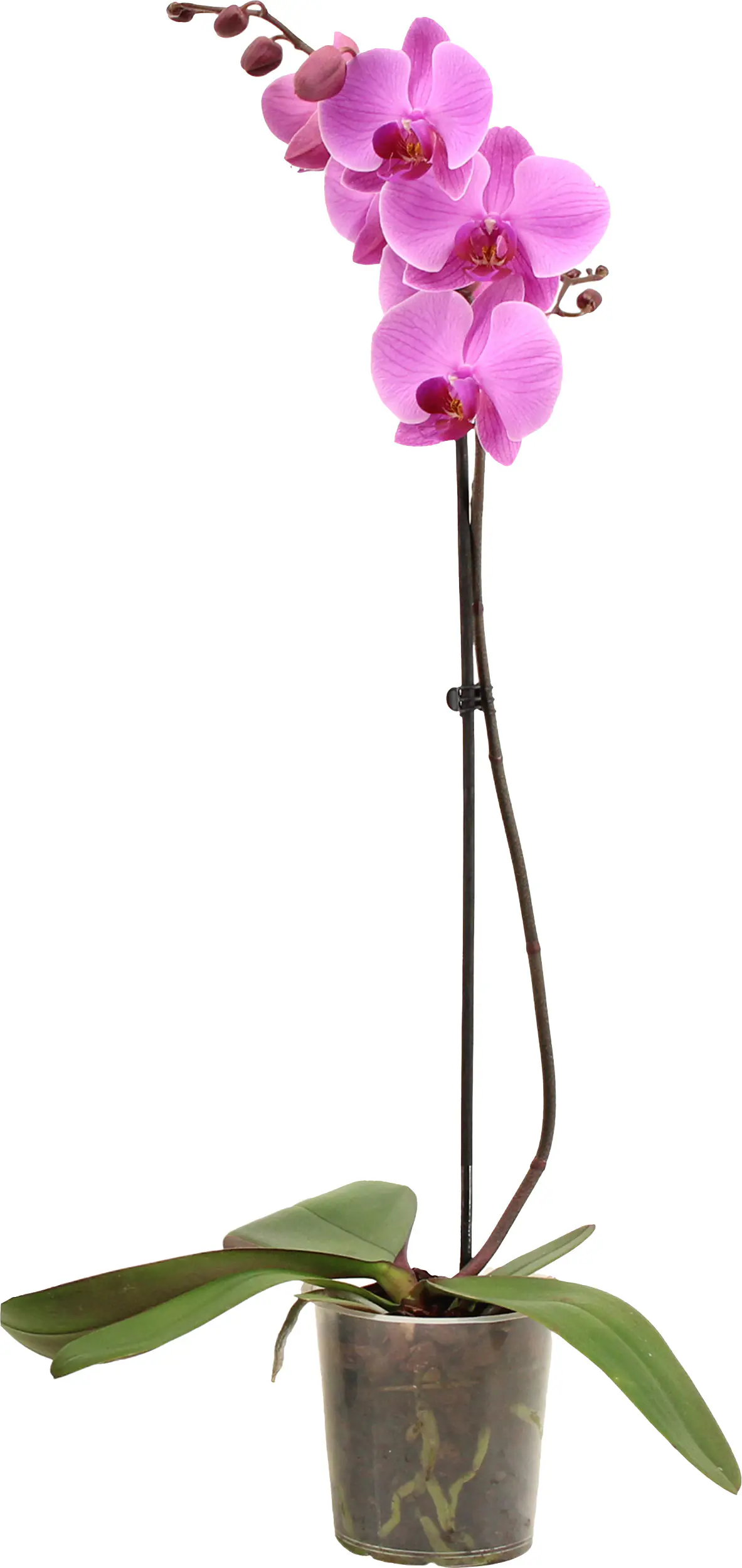 Orchidee Phalaenopsis 12 cm Topf Orchidee Phalaenopsis 12 cm Topf
