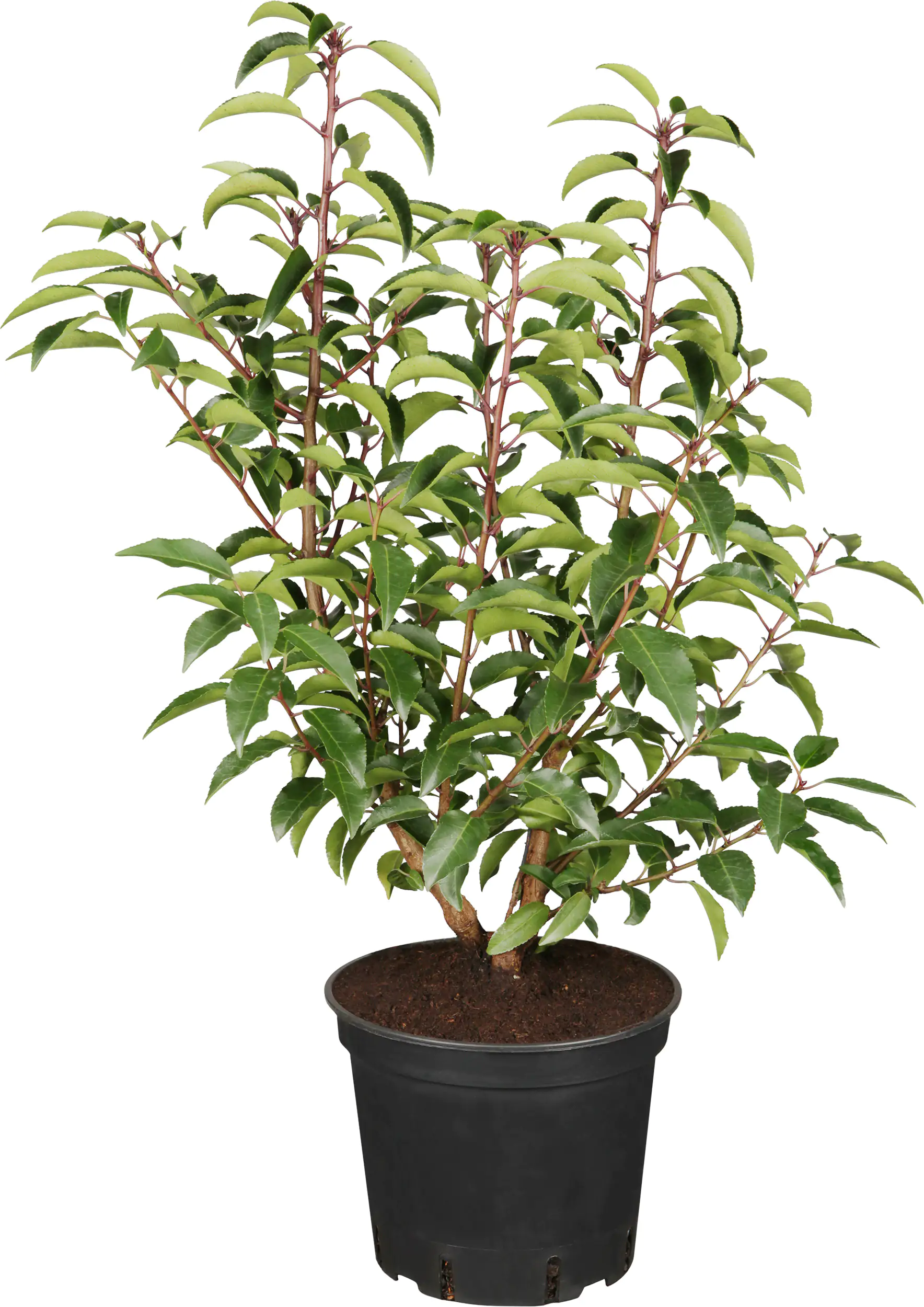 Portugiesischer Kirschlorbeer Prunus lusitanica 3 l Container