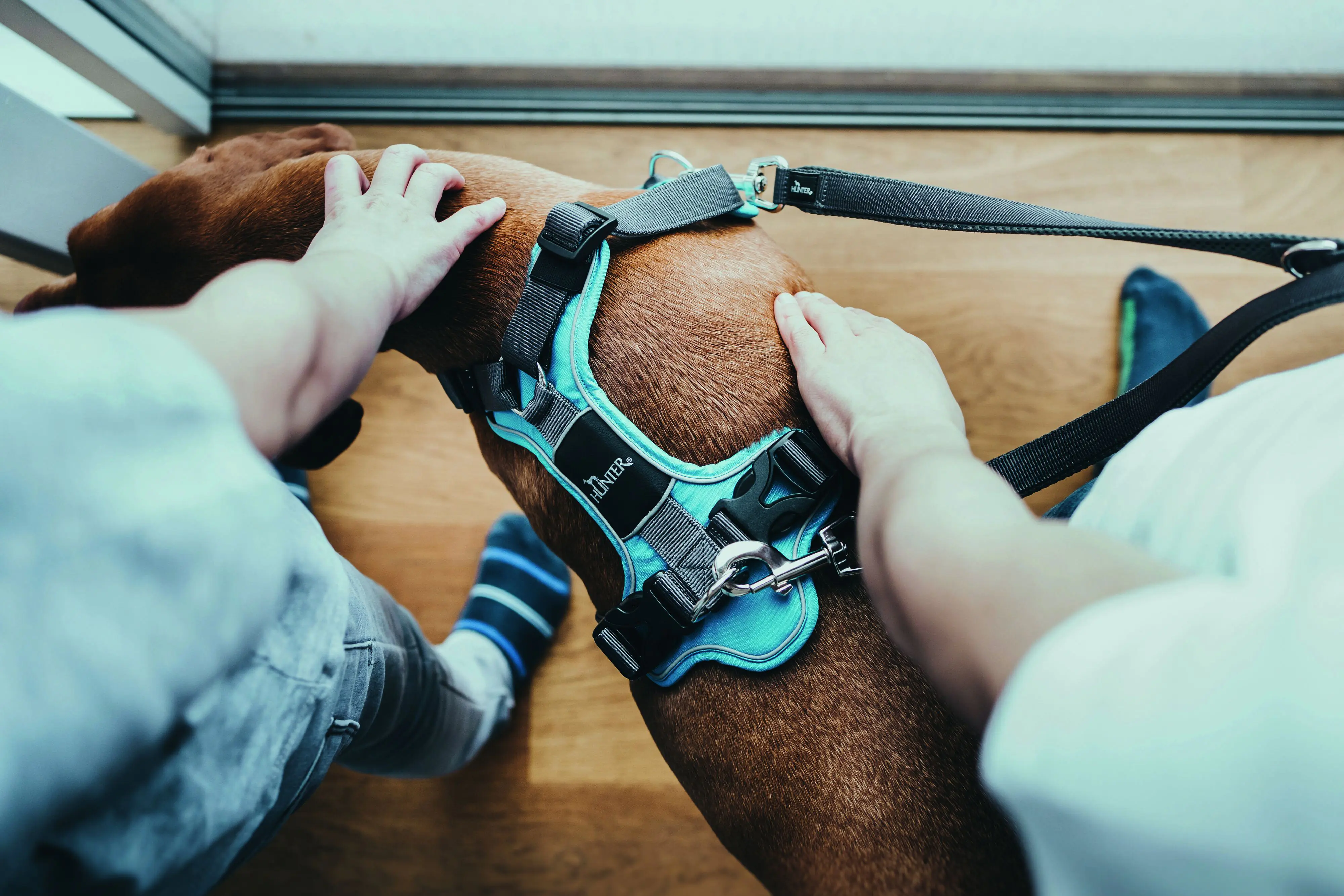 Hunter Hundeleine Führleine verstellbar Divo/Maldon 3 m x 2,5 cm grau