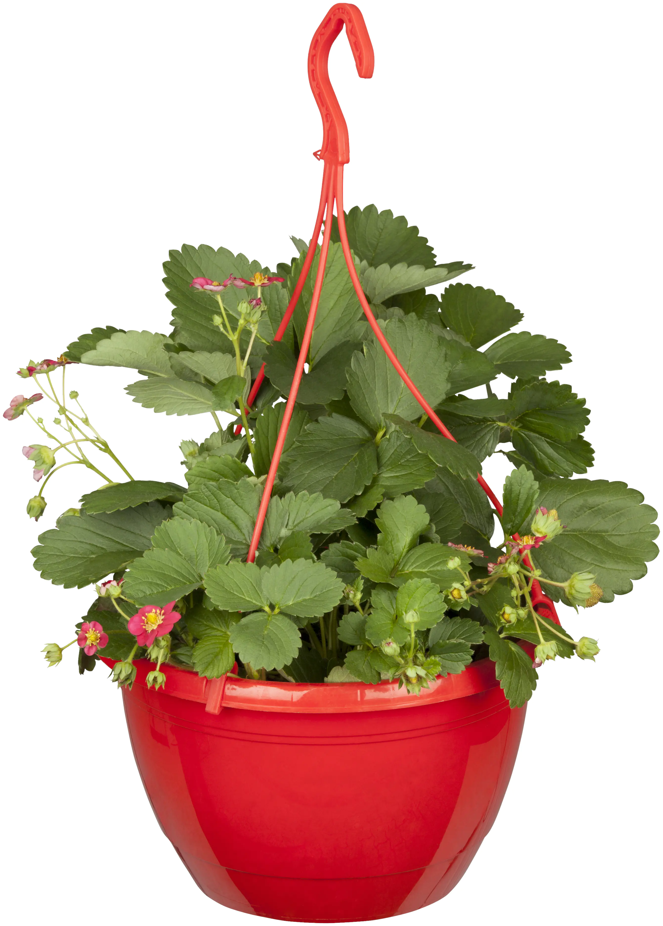 Fragaria Toscana-Erdbeere 27 cm  Fragaria Toscana-Erdbeere 27 cm