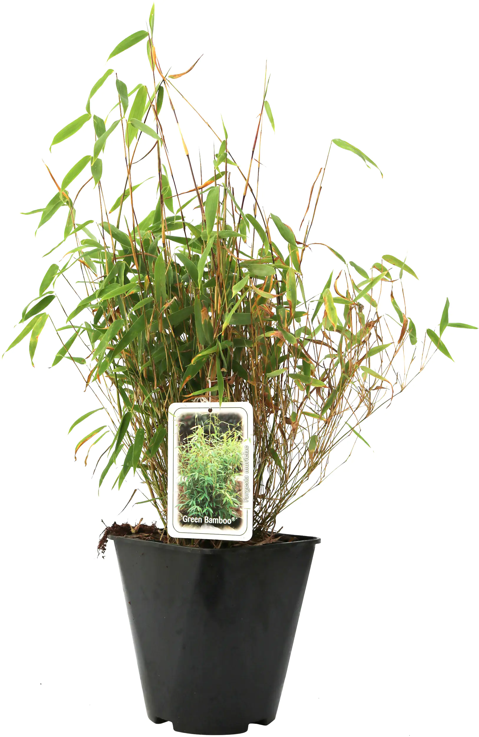 Heckenbambus Fargesia murielae H 40-60 cm 5 l Container