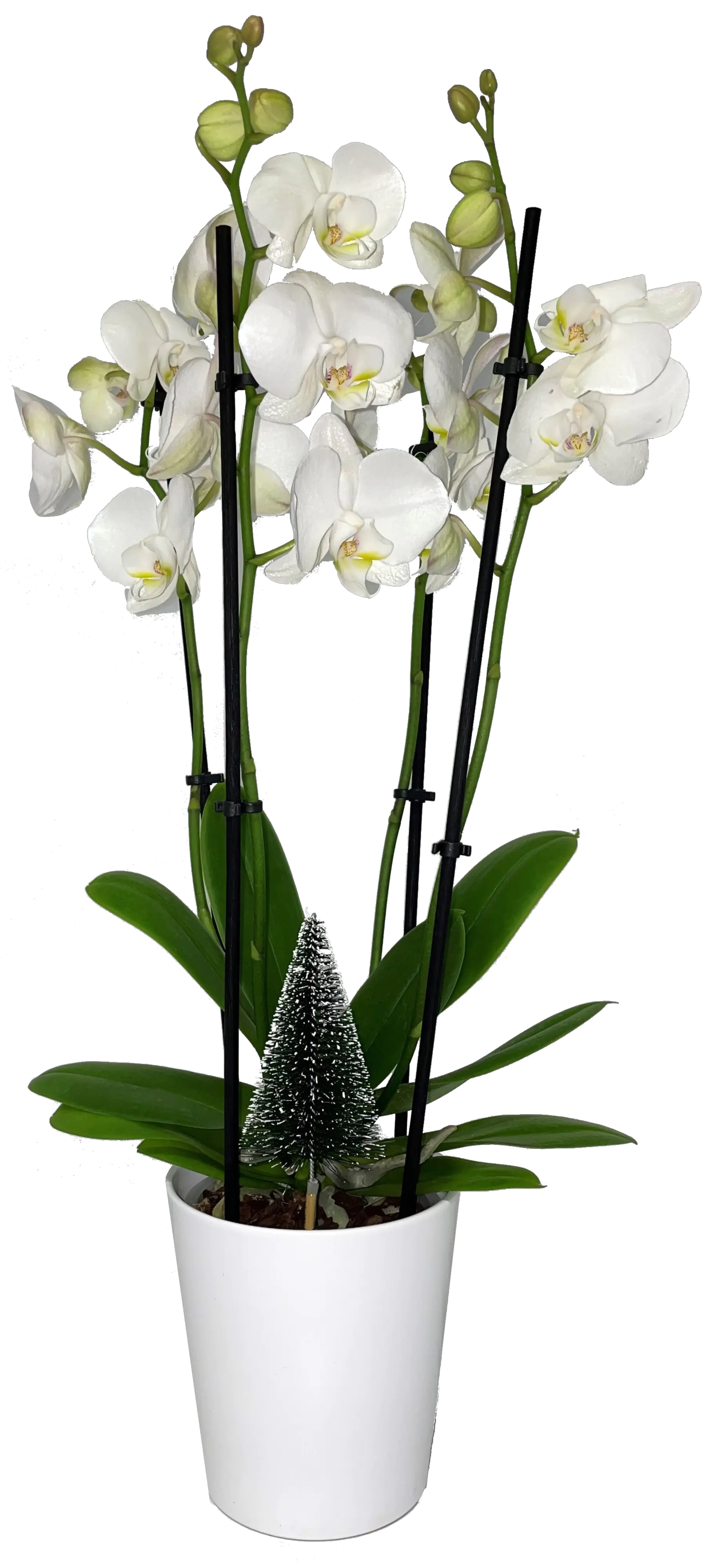 Orchidee Phalaenopsis im Keramiktopf 12 cm Topf H ca. 40-50 cm Orchidee Phalaenopsis im Keramiktopf 12 cm Topf H ca. 40-50 cm