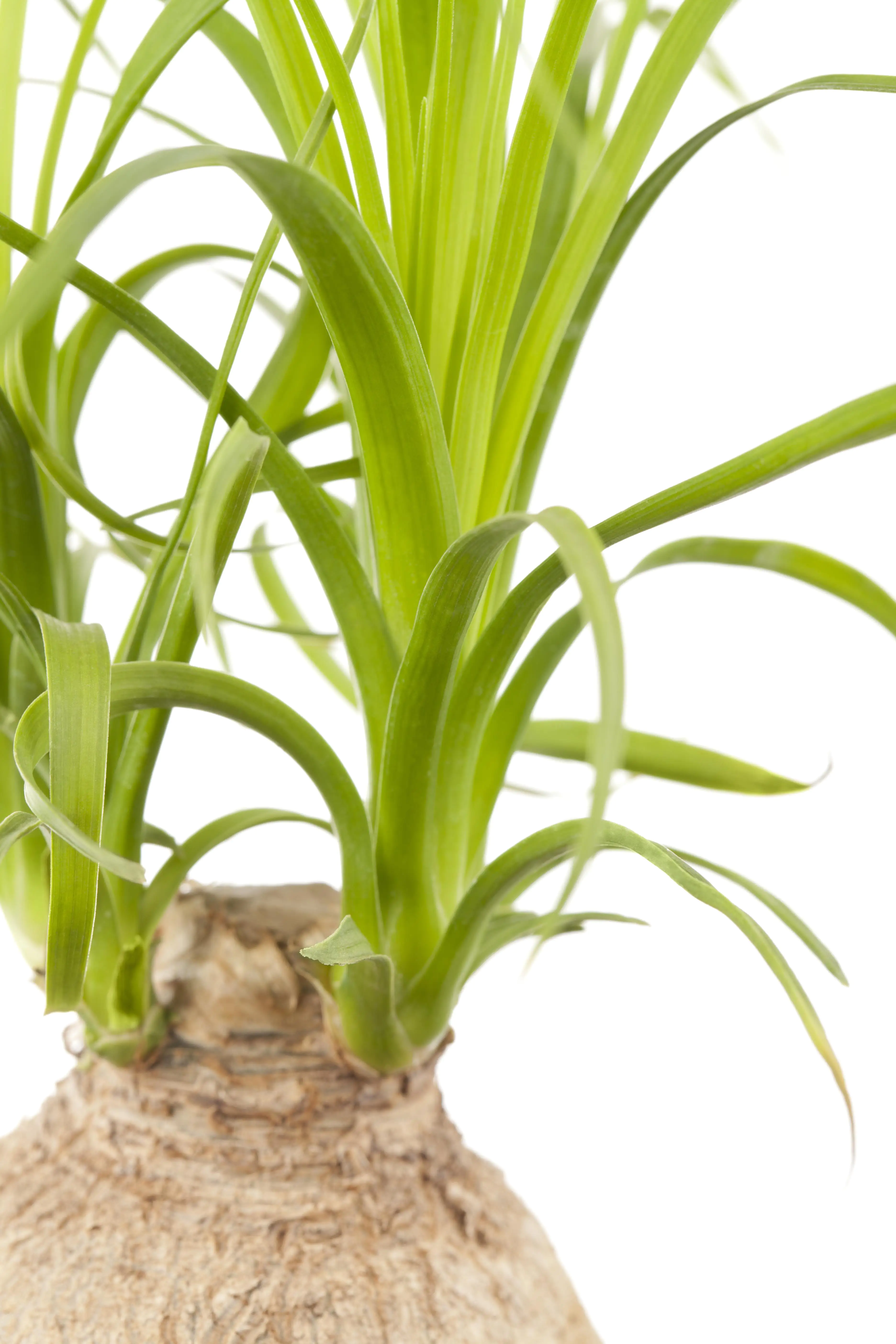 Elefantenfuß Beaucarnea Recurvata H ca. 30 cm 12 cm Topf