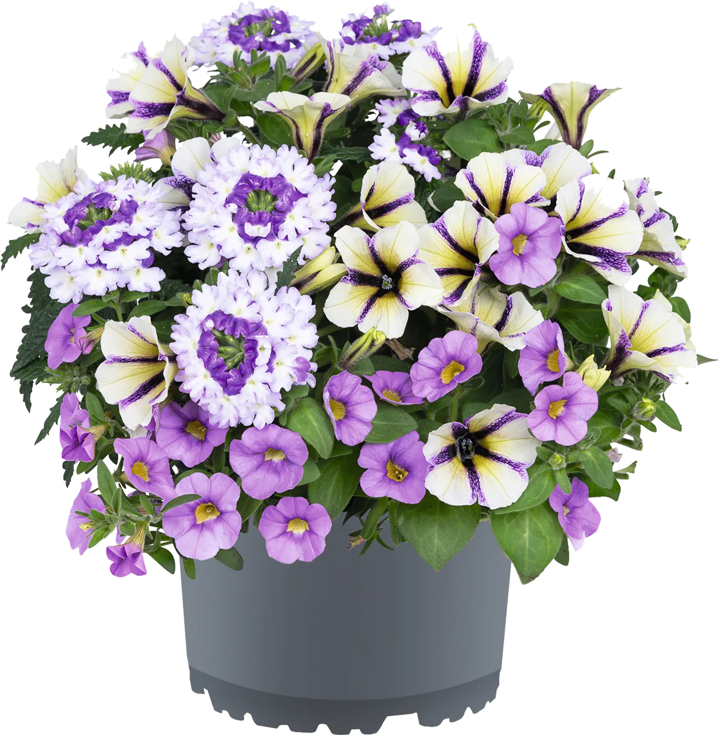 Gattungsmix Rockn Roll 12cm