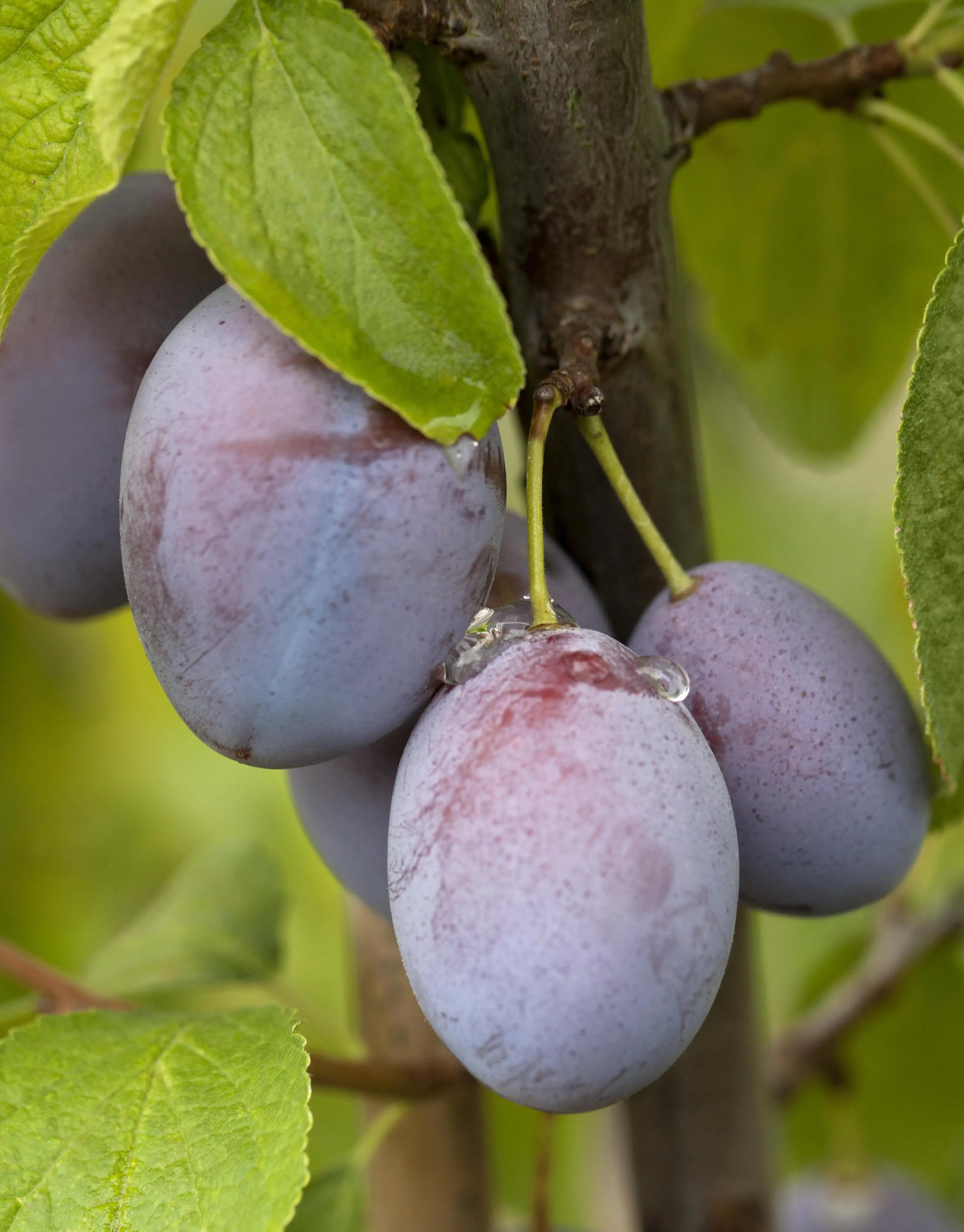 Fruchbar Bio Pflaume in Sorten 19 cm Topf, 100-125 cm hoch