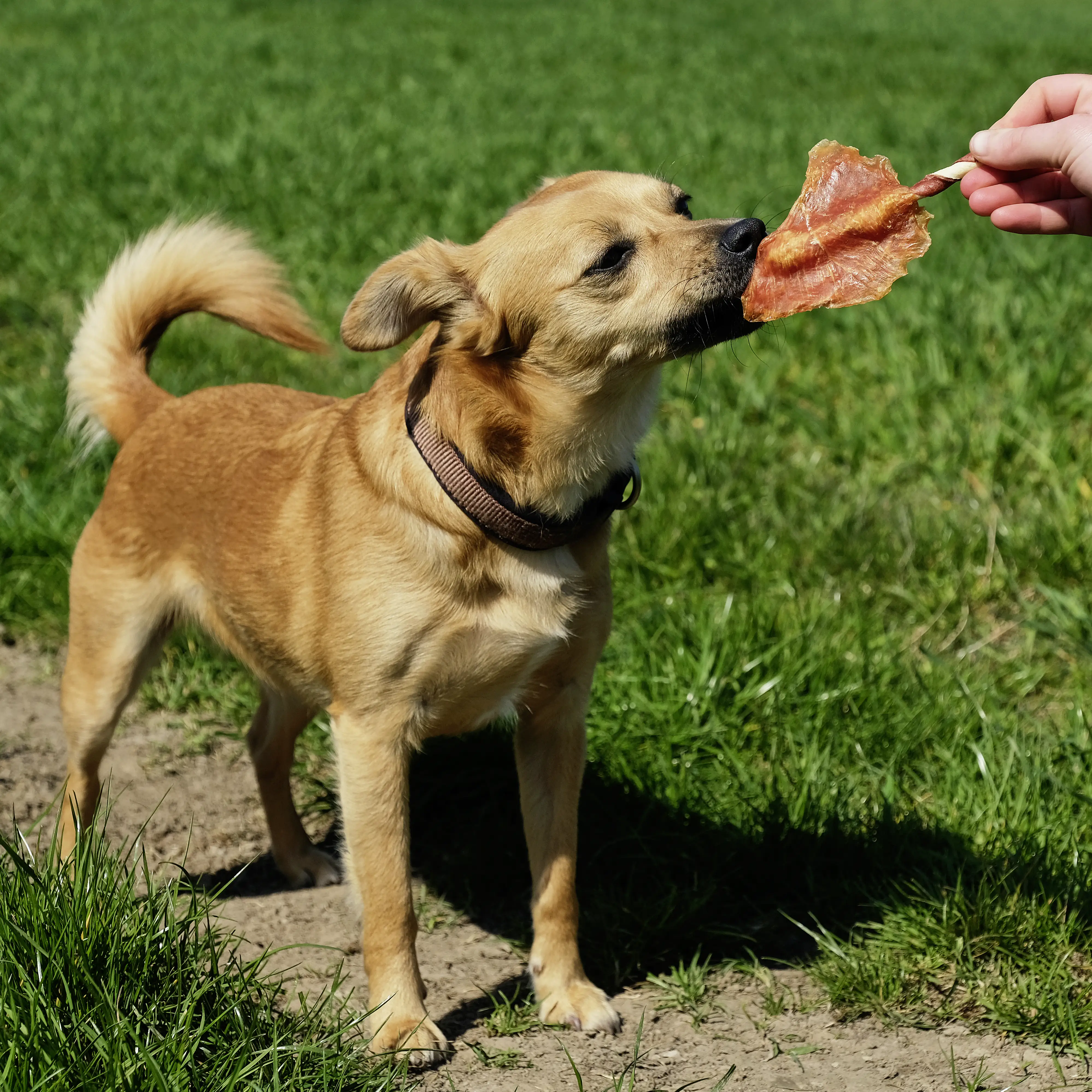 8in1 Flavours Kaustange Triple Flavour Wings 113 g