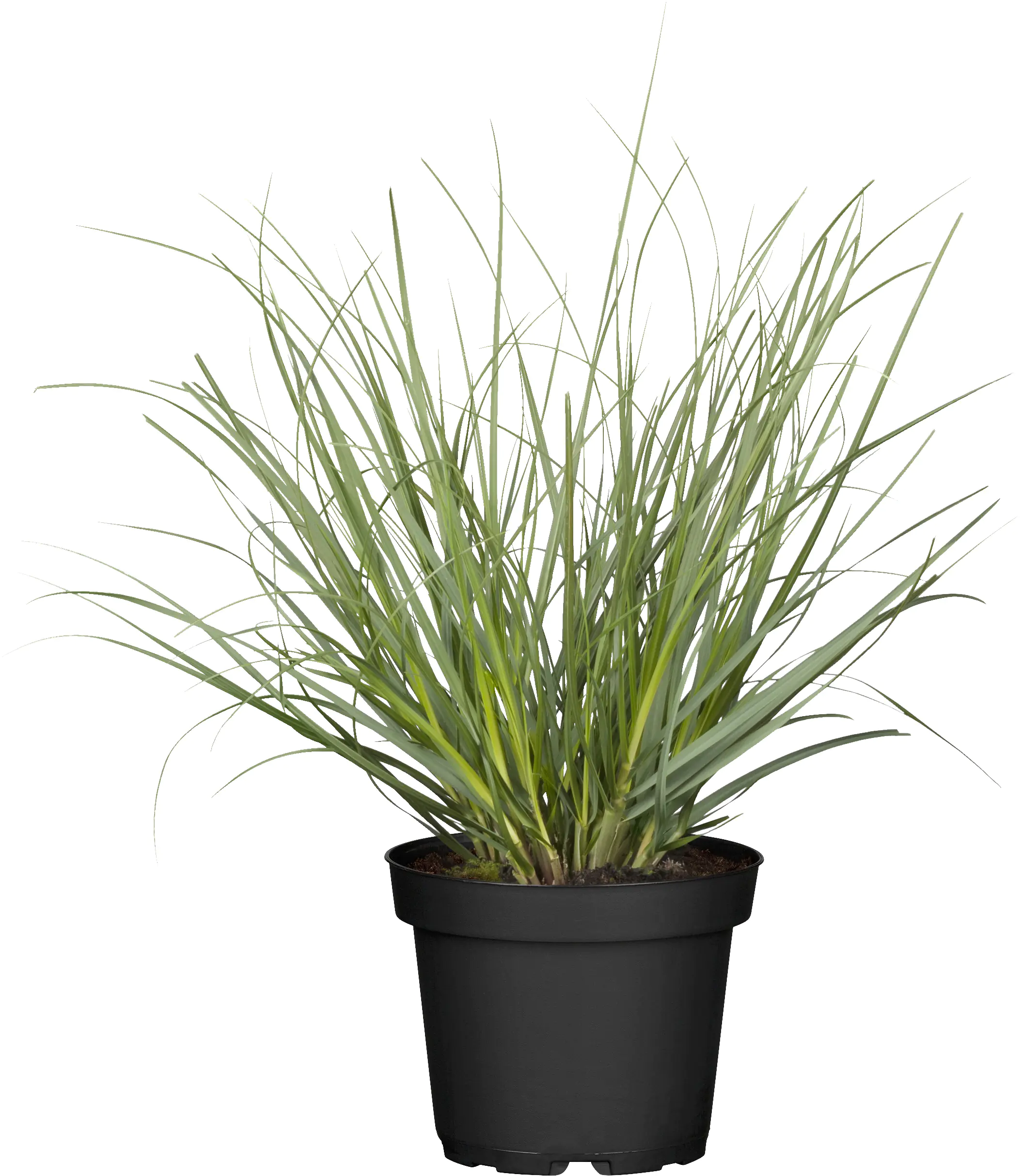 Cortaderia selloana Rosea  Pampasgras 19 cm Topf