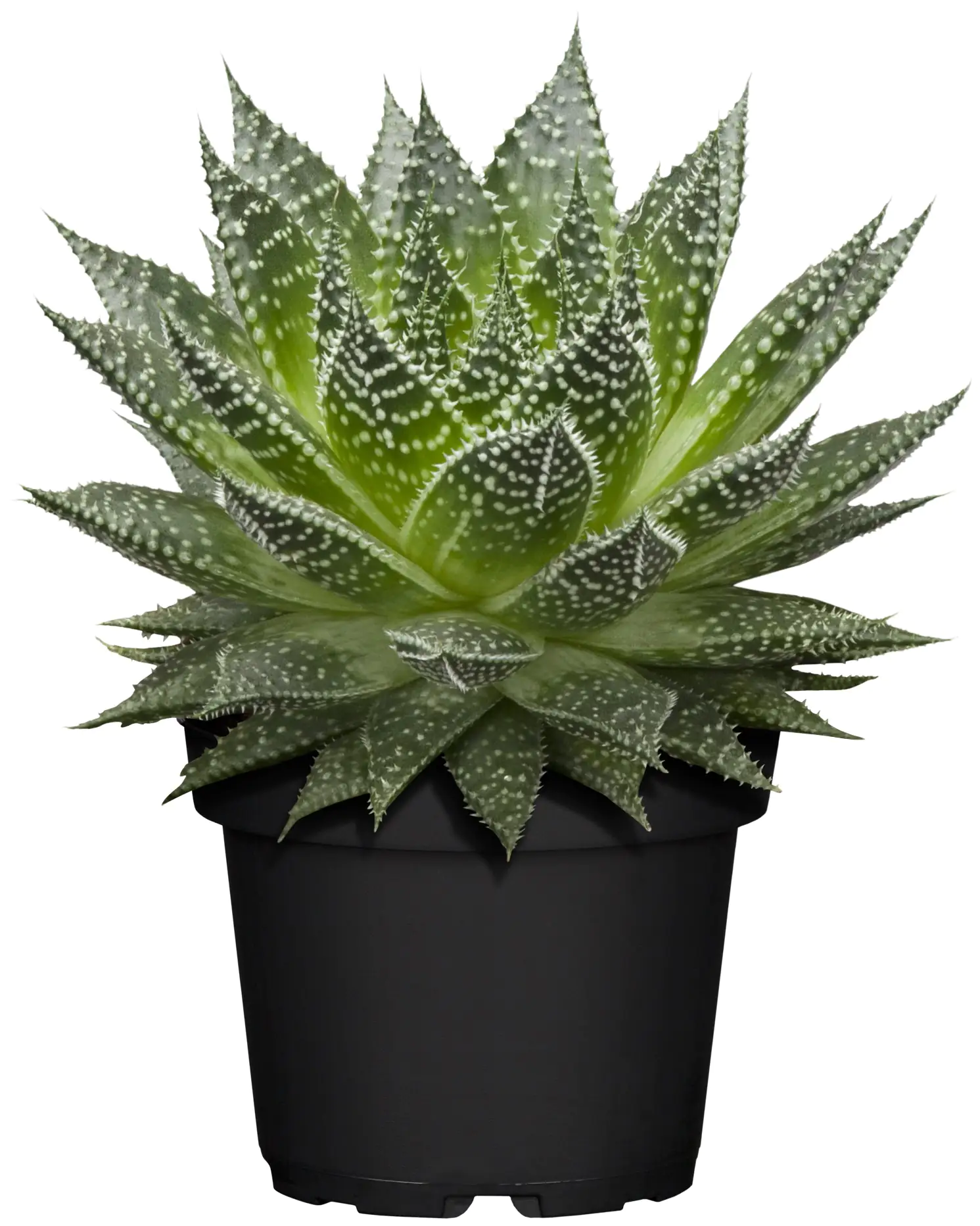 Aloe Aristata H ca. 20 cm 12 cm Topf