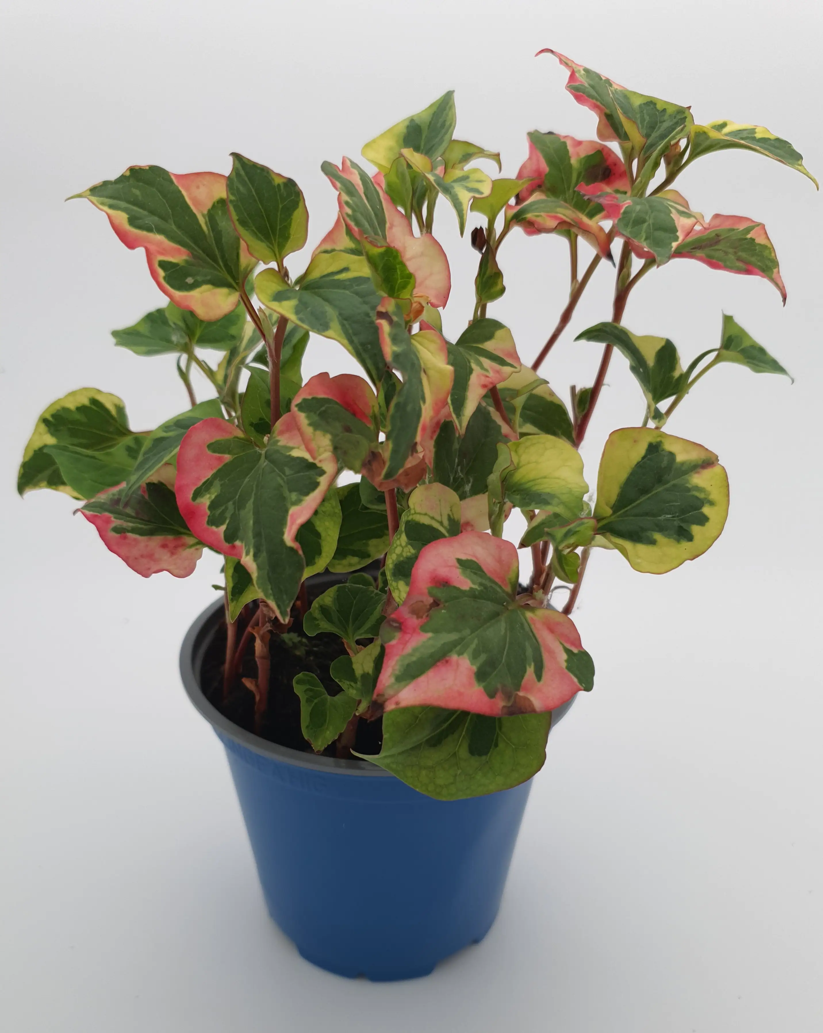 Bio Molchschwanz Houttuynia cordata 13 cm Topf