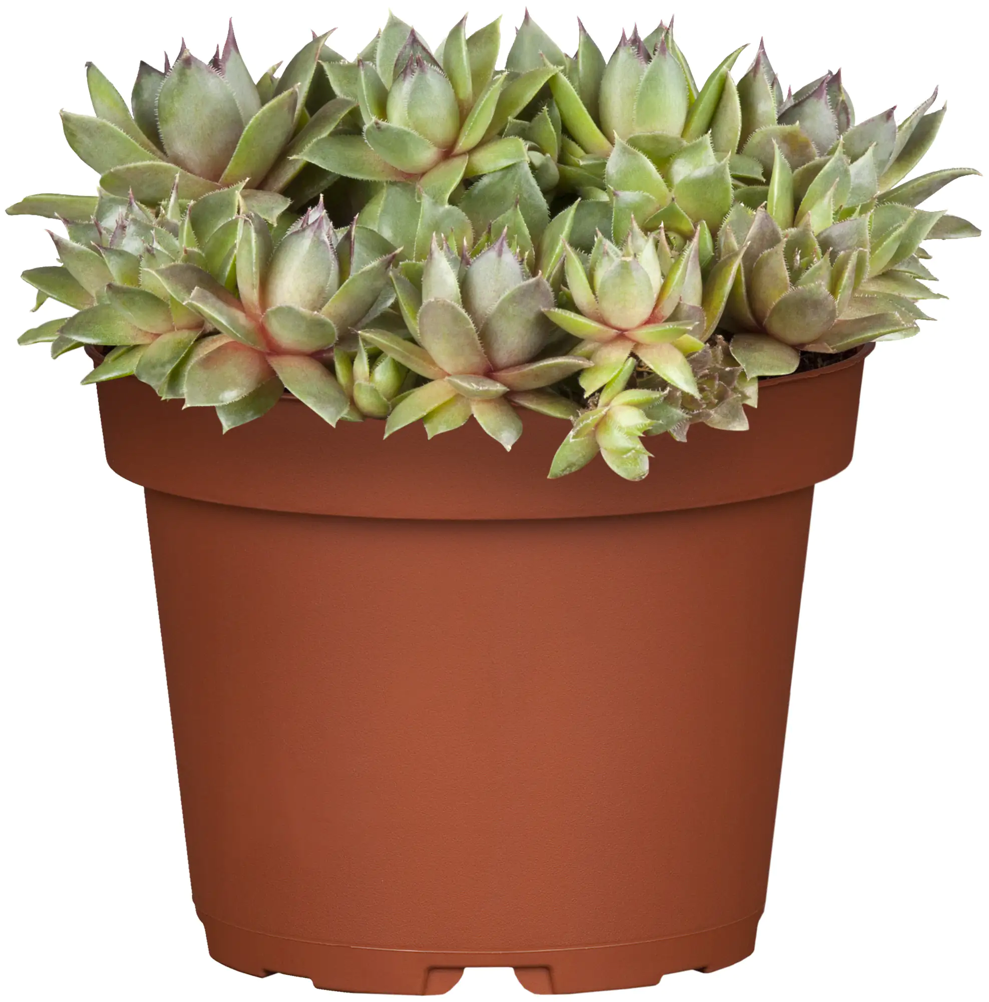 Hauswurz Sempervivum Mix 9 cm Topf